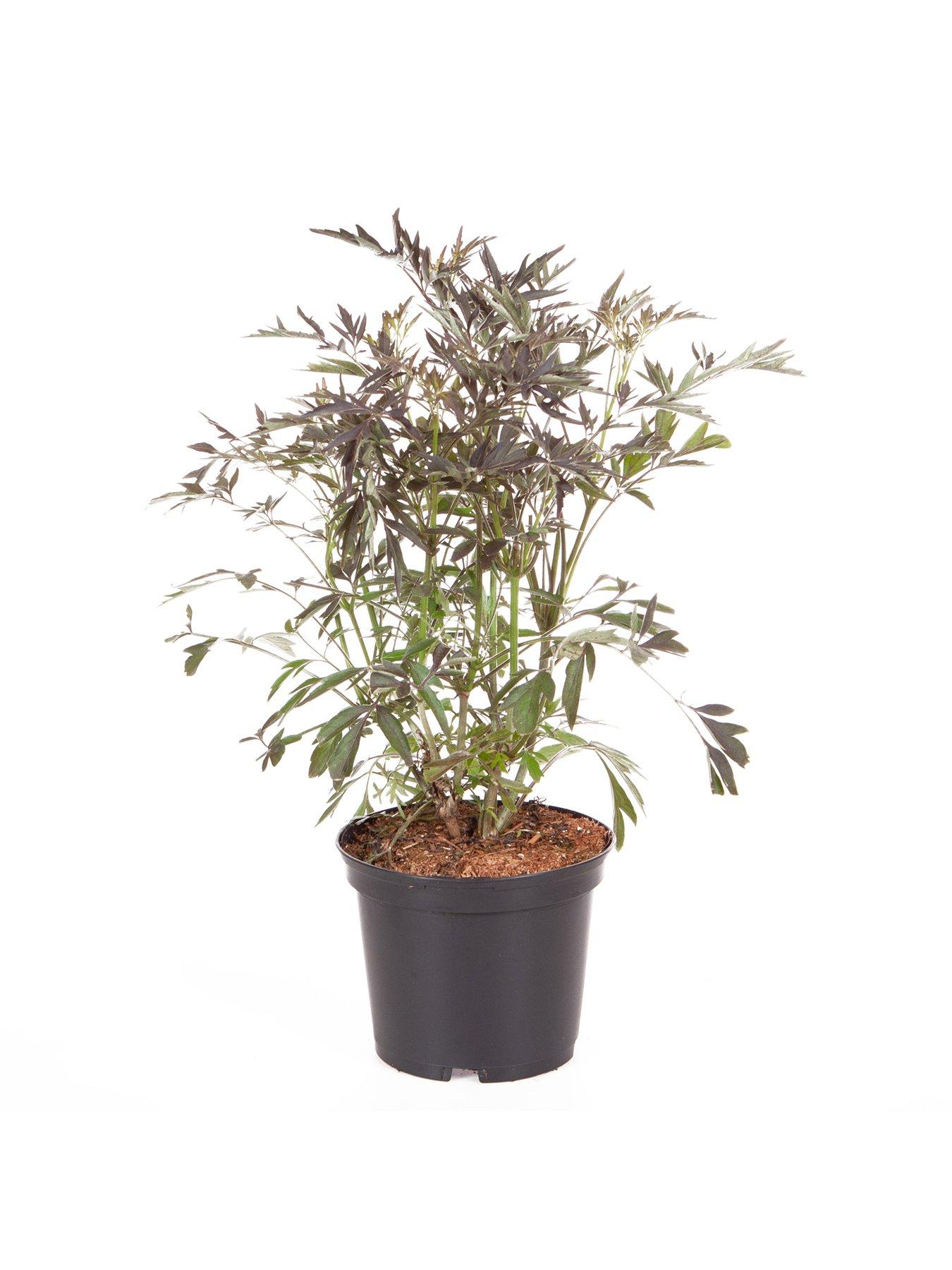 Image 7 of 7 of You Garden Sambucus Nigra 'Black Lace' (2L Pot)
