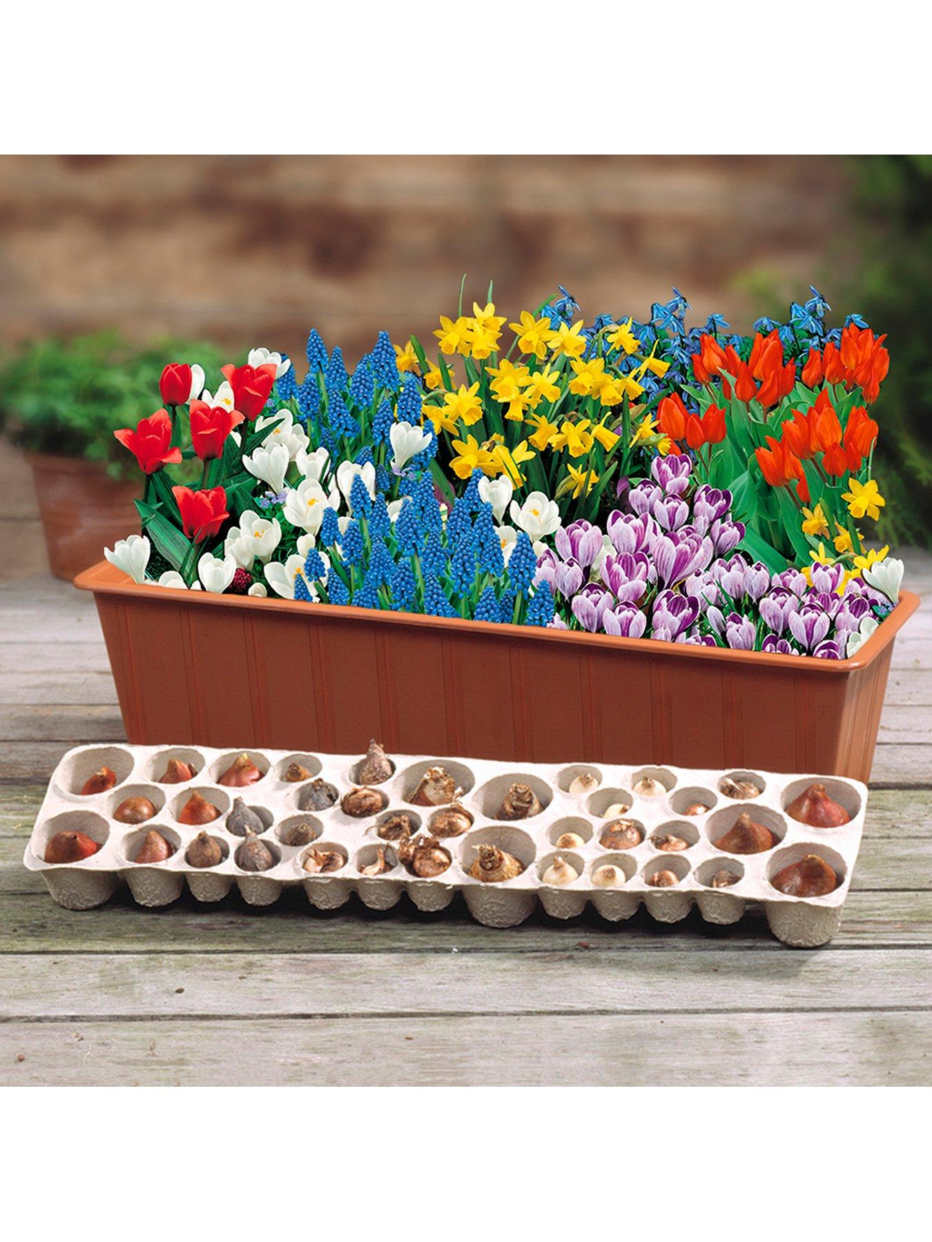 You Garden Drop In Bulb Planter Balcony Beauty Pack