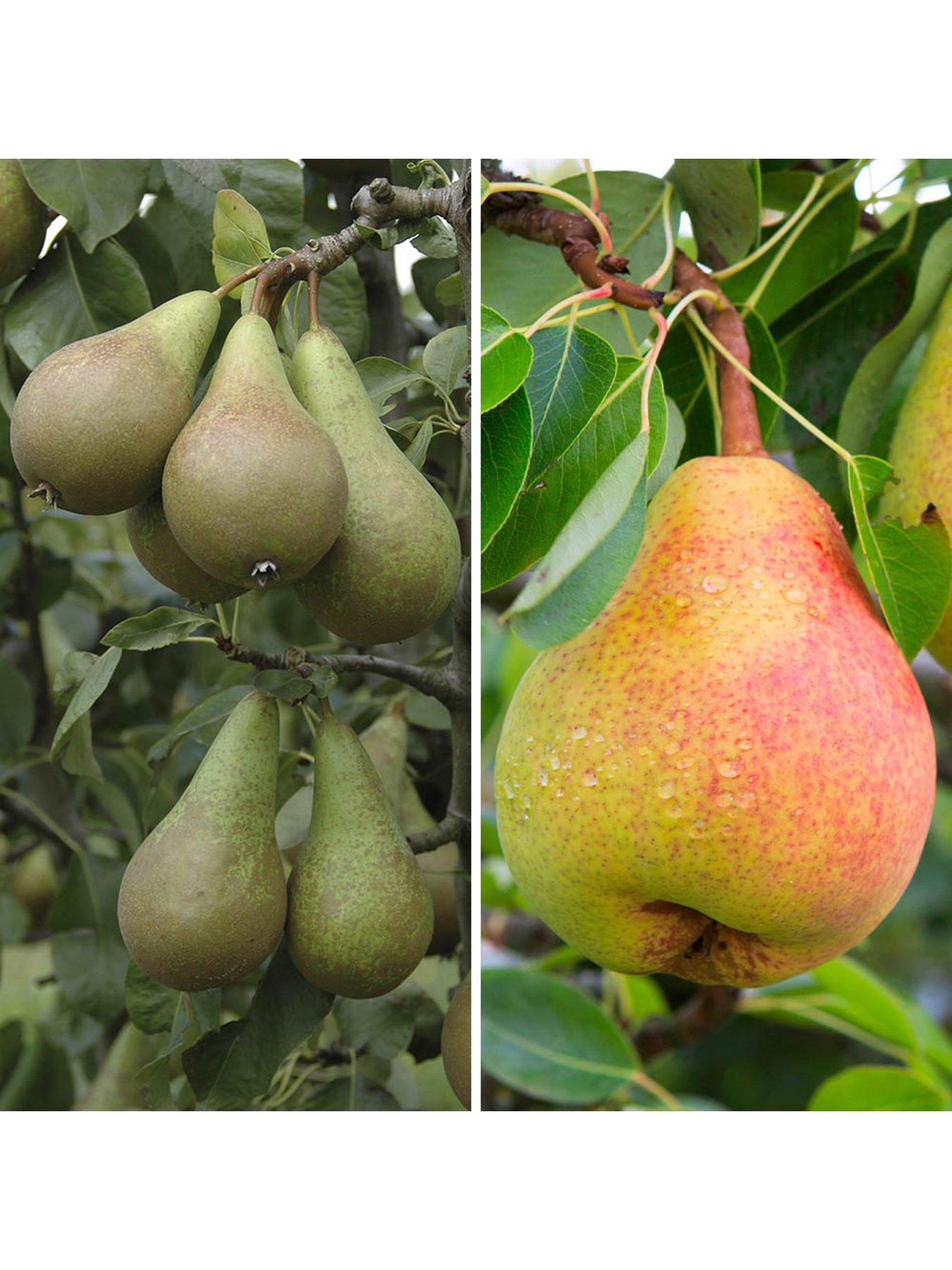 You Garden Duo Fruit Pear Tree - Potted (approx 70-80cm tall)