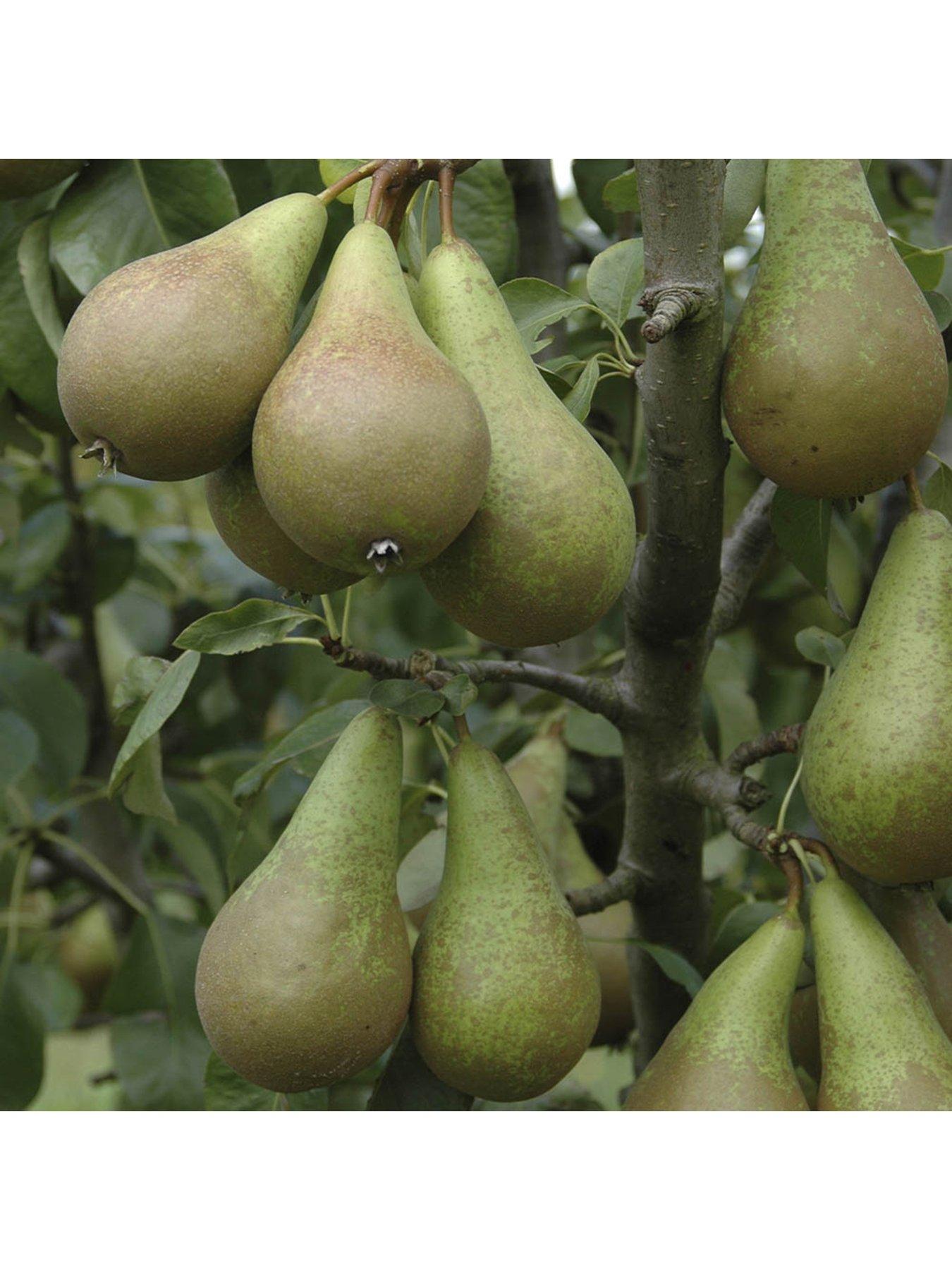 Duo Fruit Pear Tree - Potted (approx 70-80cm tall) | Very.co.uk