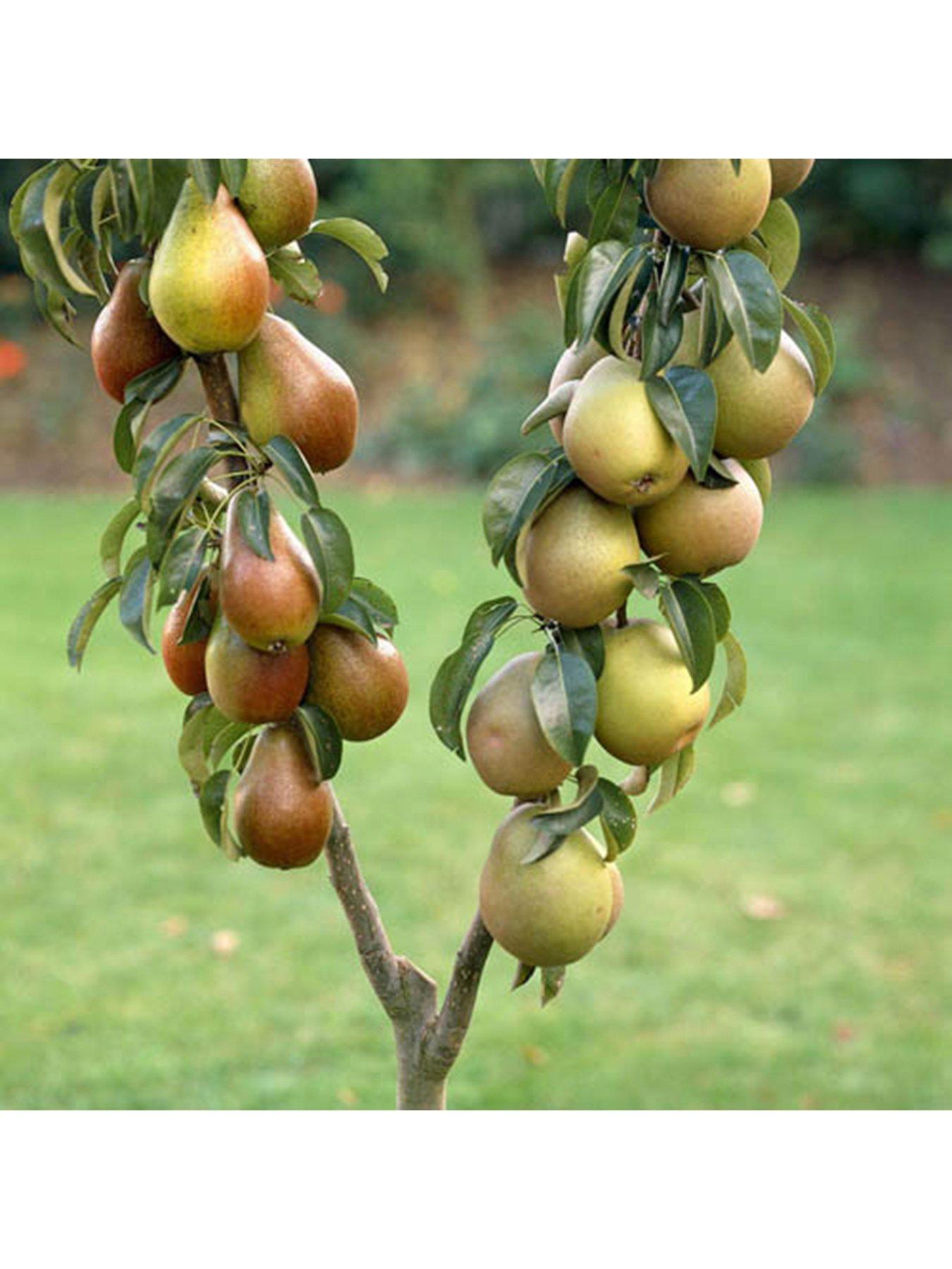 Duo Fruit Pear Tree - Potted (approx 70-80cm tall) | Very.co.uk