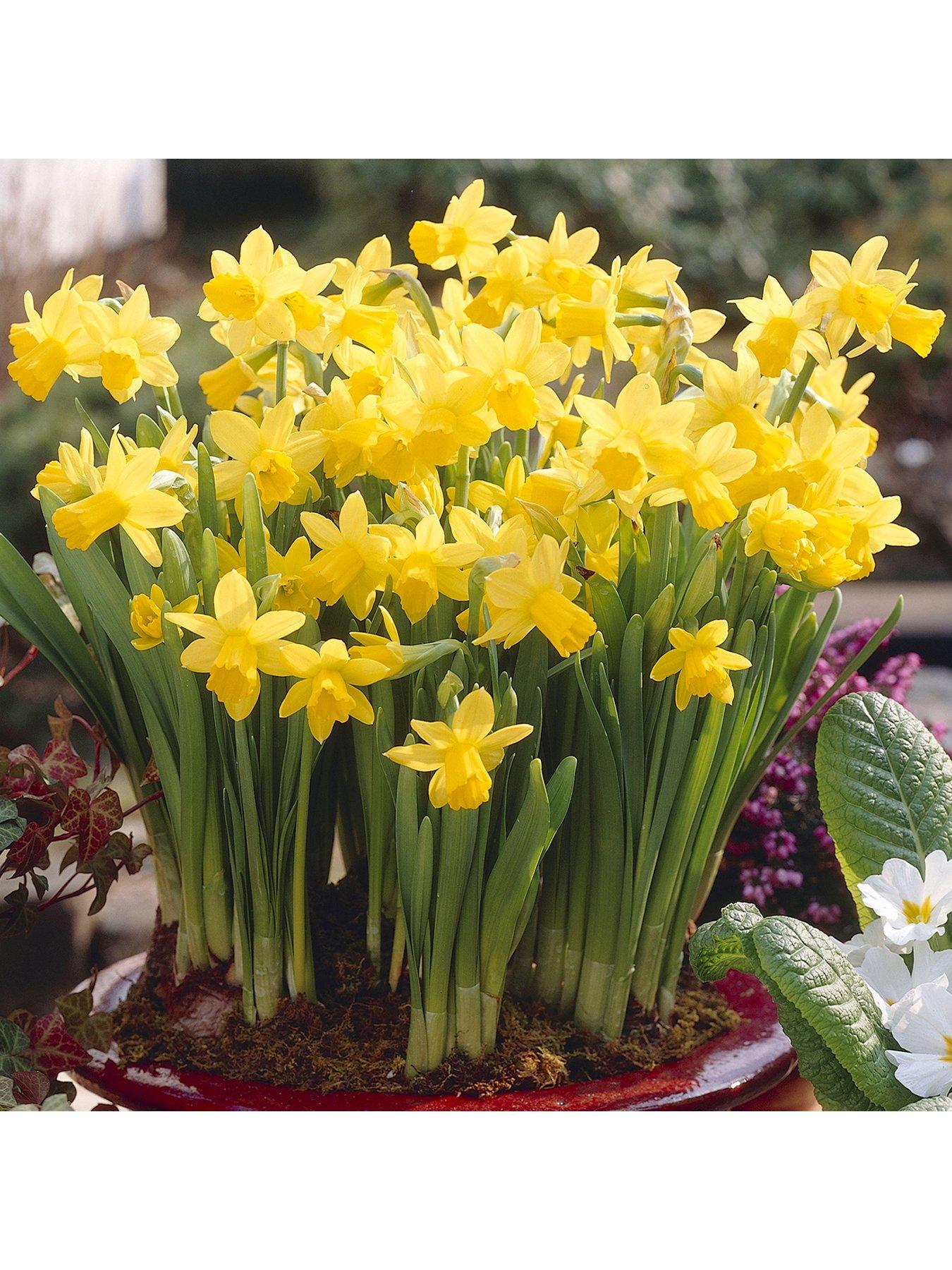 You Garden Narcissus Tete a Tete - 100 Bulbs