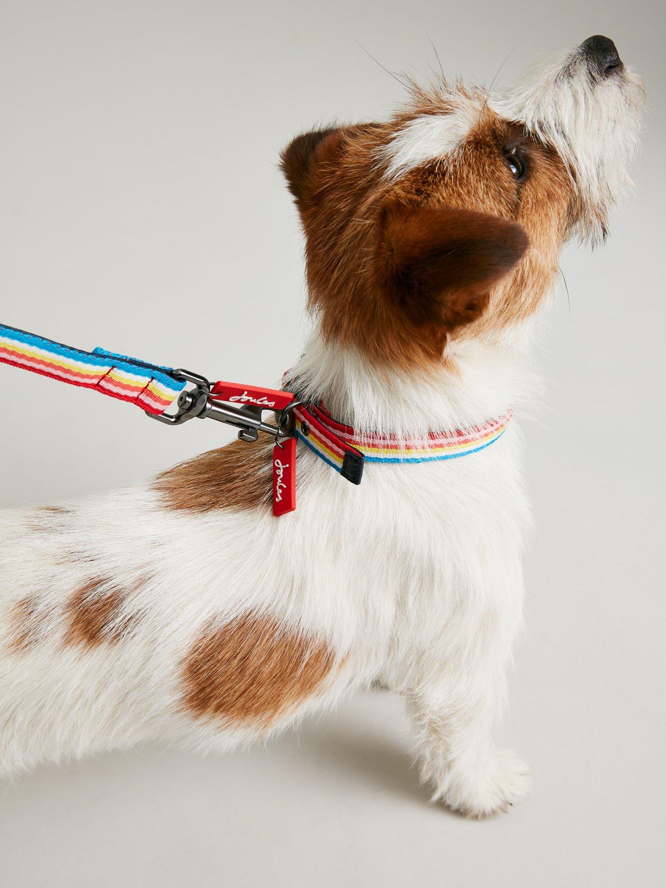 Rainbow dog collar and leash hotsell