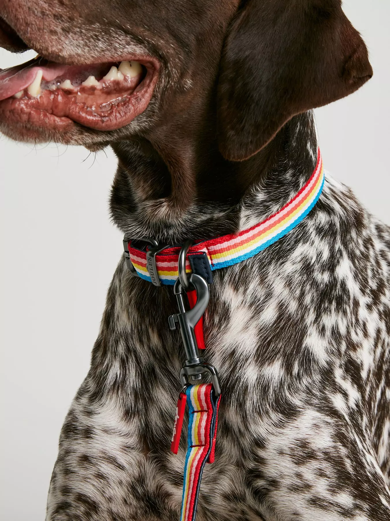Luxury Designer Pet Dog Collar Cat Collar Leash Set,golden Schnauzer French  Bulldog Fashion Leather Printed Dog Leash Set A-246 - Collars, Harnesses &  Leads - AliExpress