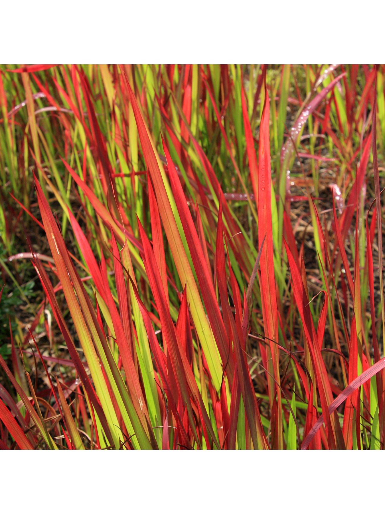 Product photograph of Imperata Cylindrica Red Baron - 2l Pot from very.co.uk