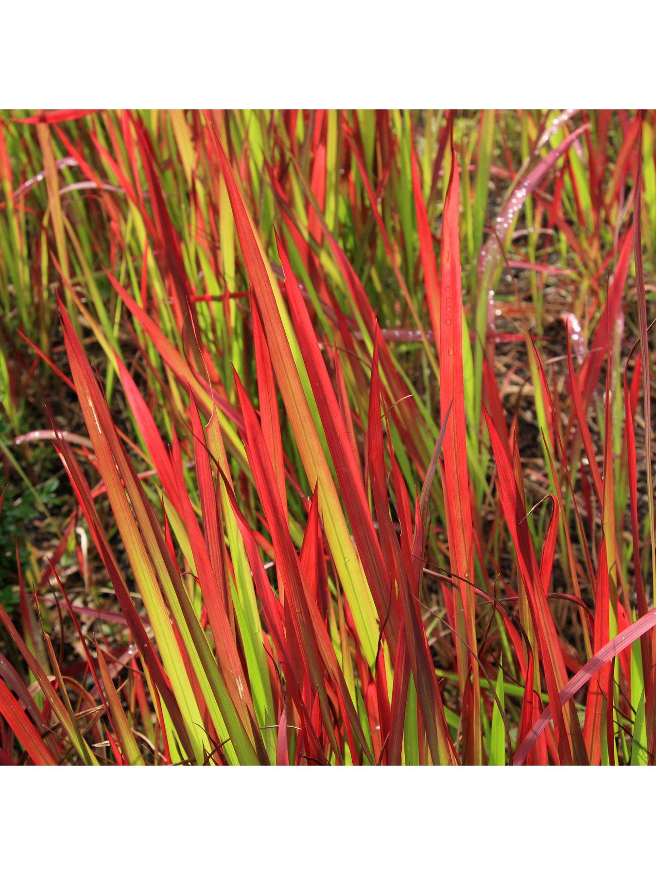 Product photograph of You Garden Imperata Cylindrica Red Baron - 2l Pot from very.co.uk