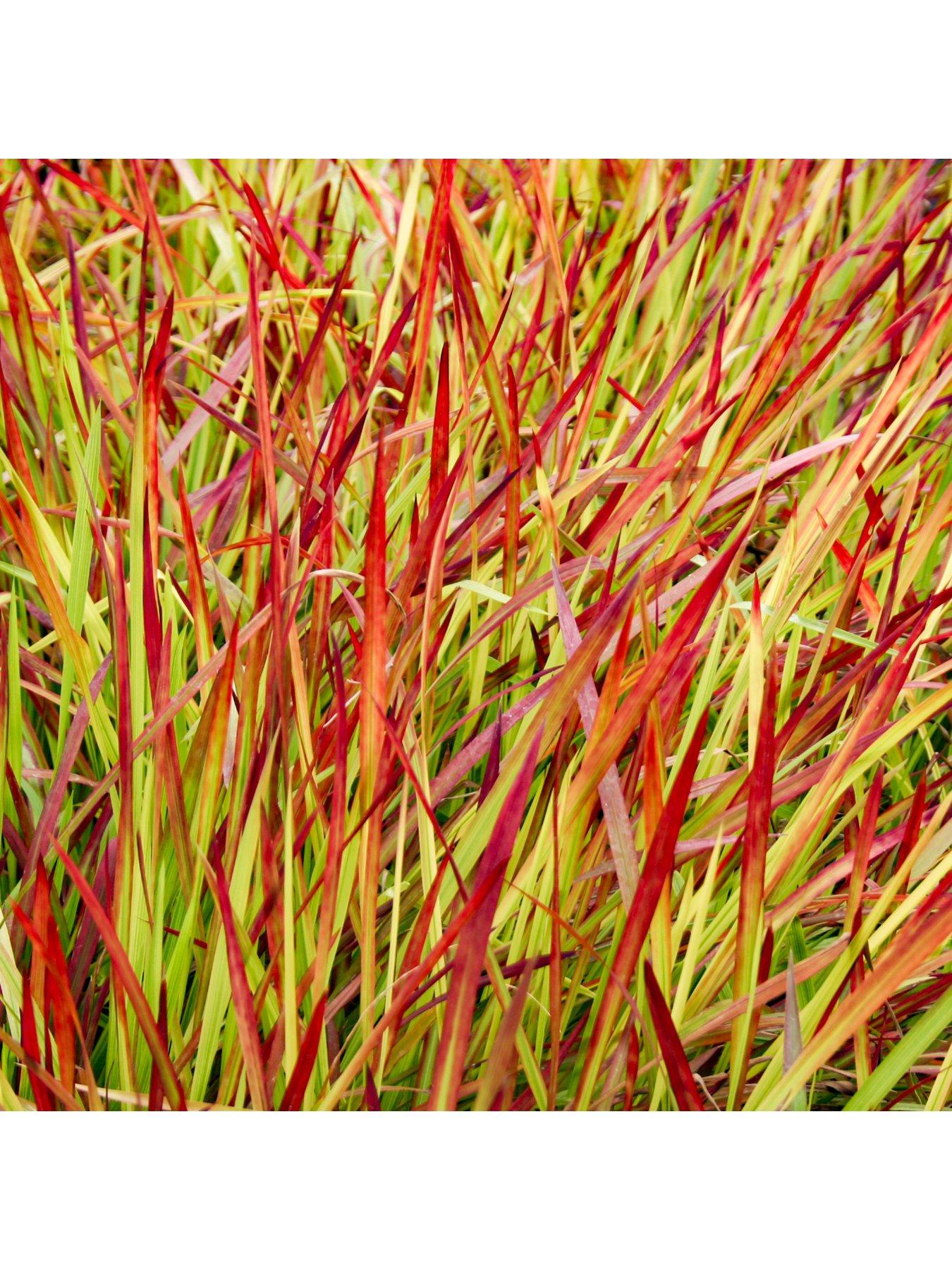 Image 4 of 6 of You Garden Imperata Cylindrica Red Baron - 2L Pot