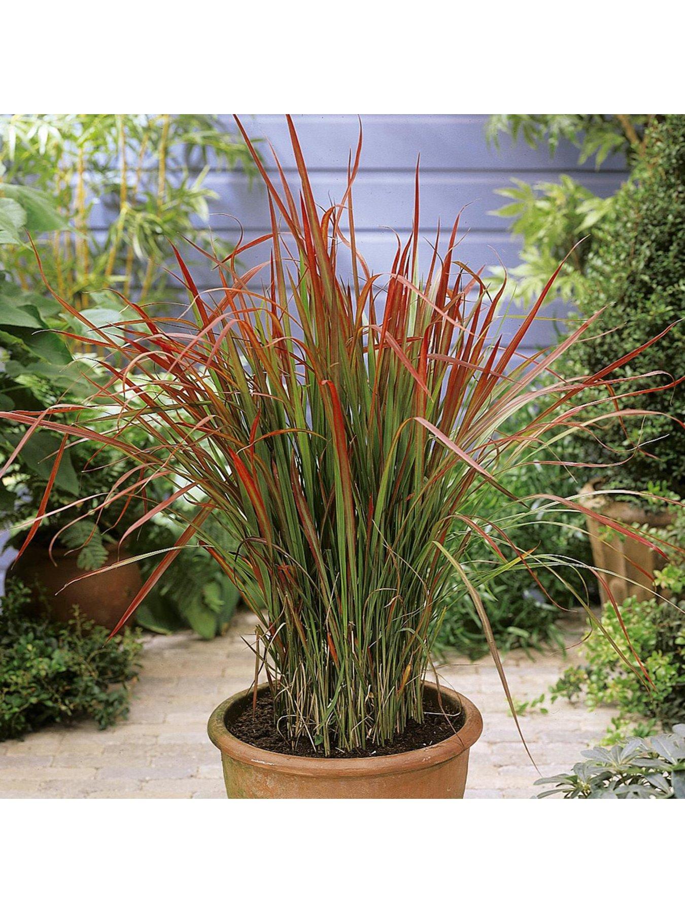 Image 5 of 6 of You Garden Imperata Cylindrica Red Baron - 2L Pot