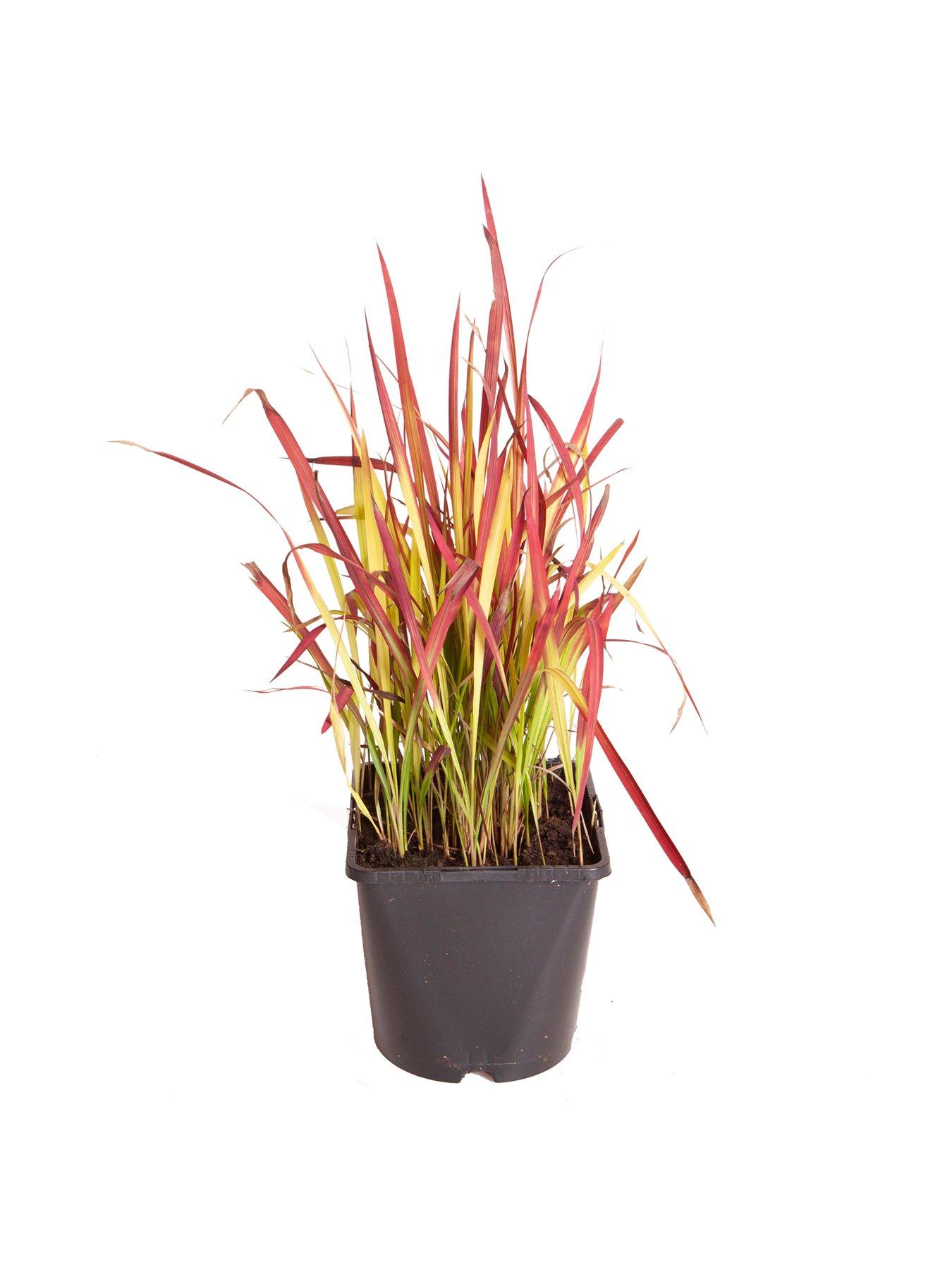 Image 6 of 6 of You Garden Imperata Cylindrica Red Baron - 2L Pot