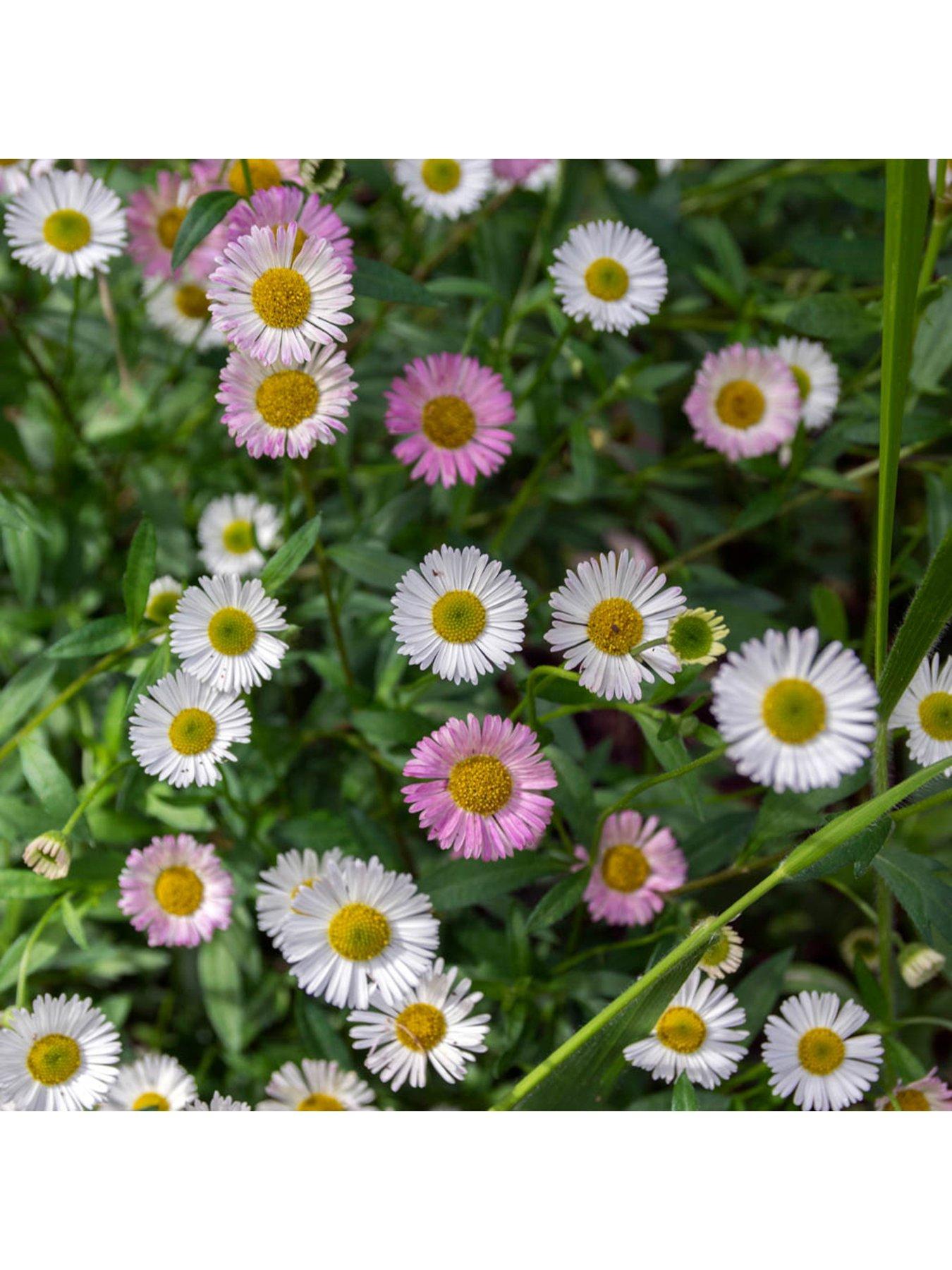 Product photograph of Erigeron Karvinskianus - 3 X 9cm Pots from very.co.uk