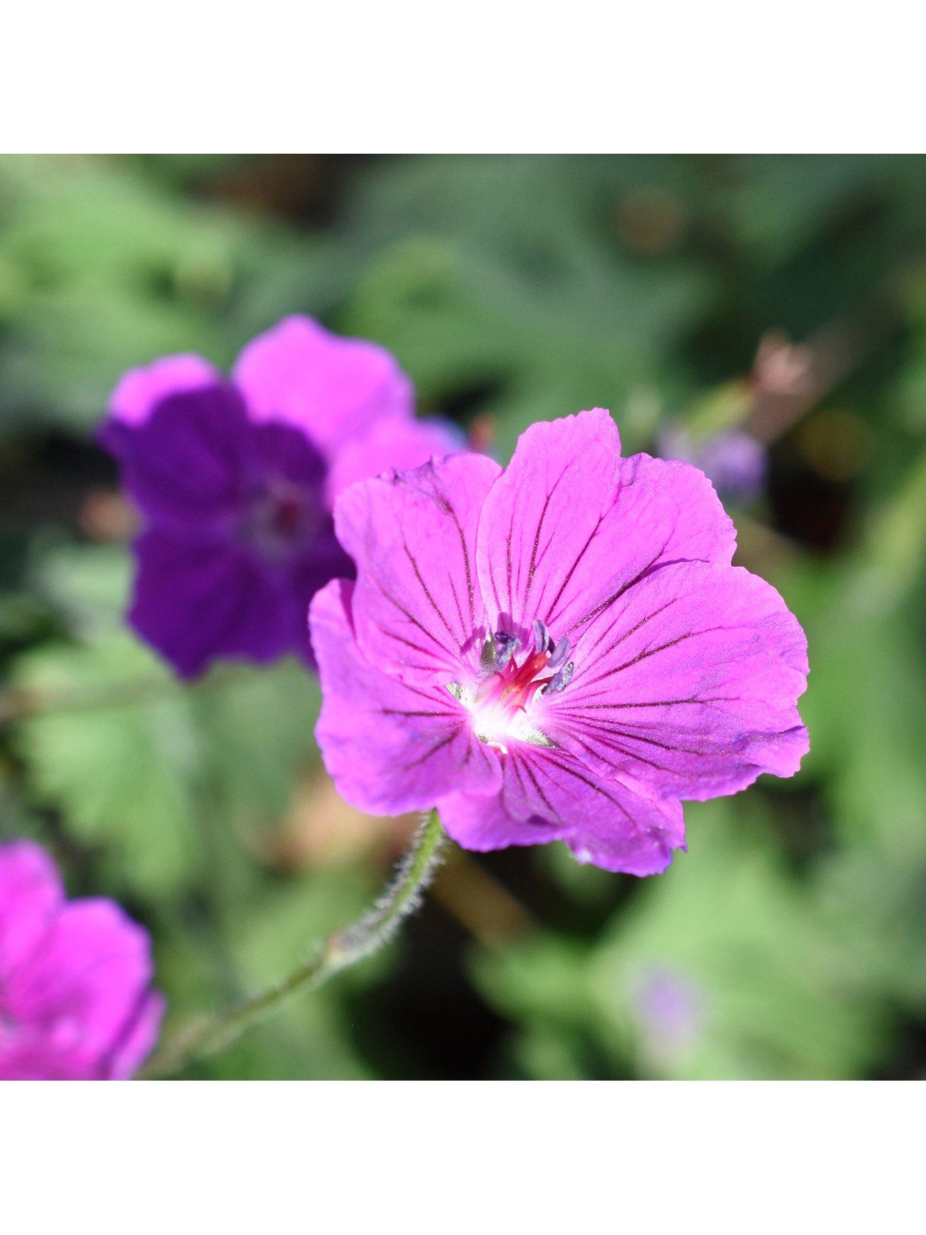 undefined Geranium 'Tiny Monster' - 3 x 9cm Pots