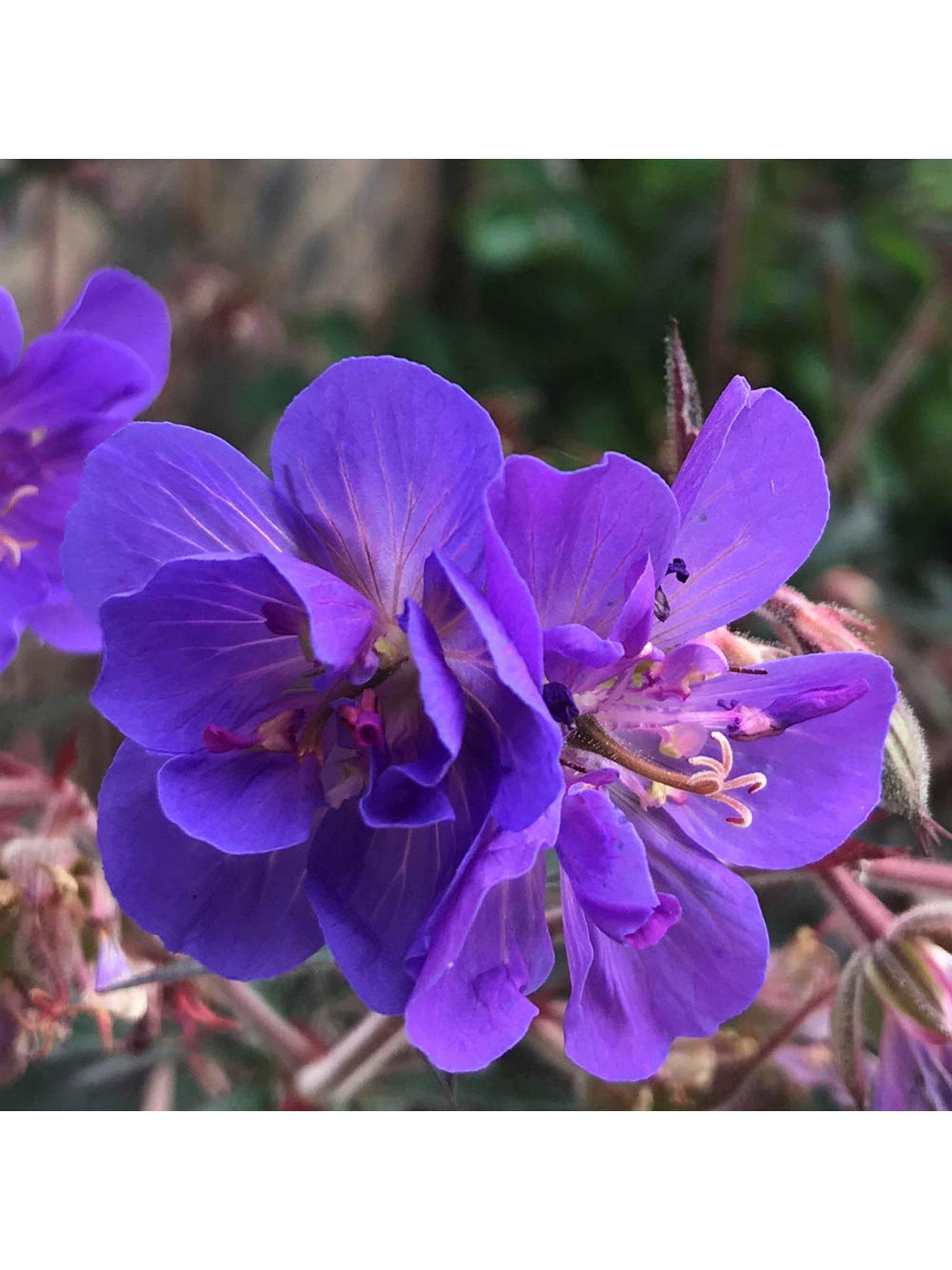 undefined Hardy Geranium 'Storm Cloud' - 3 x 9cm Pots