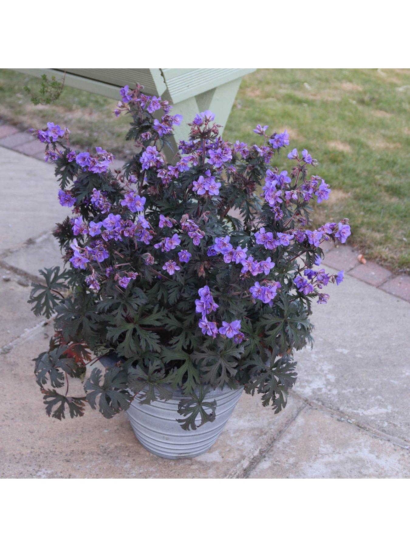 Image 2 of 6 of You Garden Hardy Geranium 'Storm Cloud' - 3 x 9cm Pots