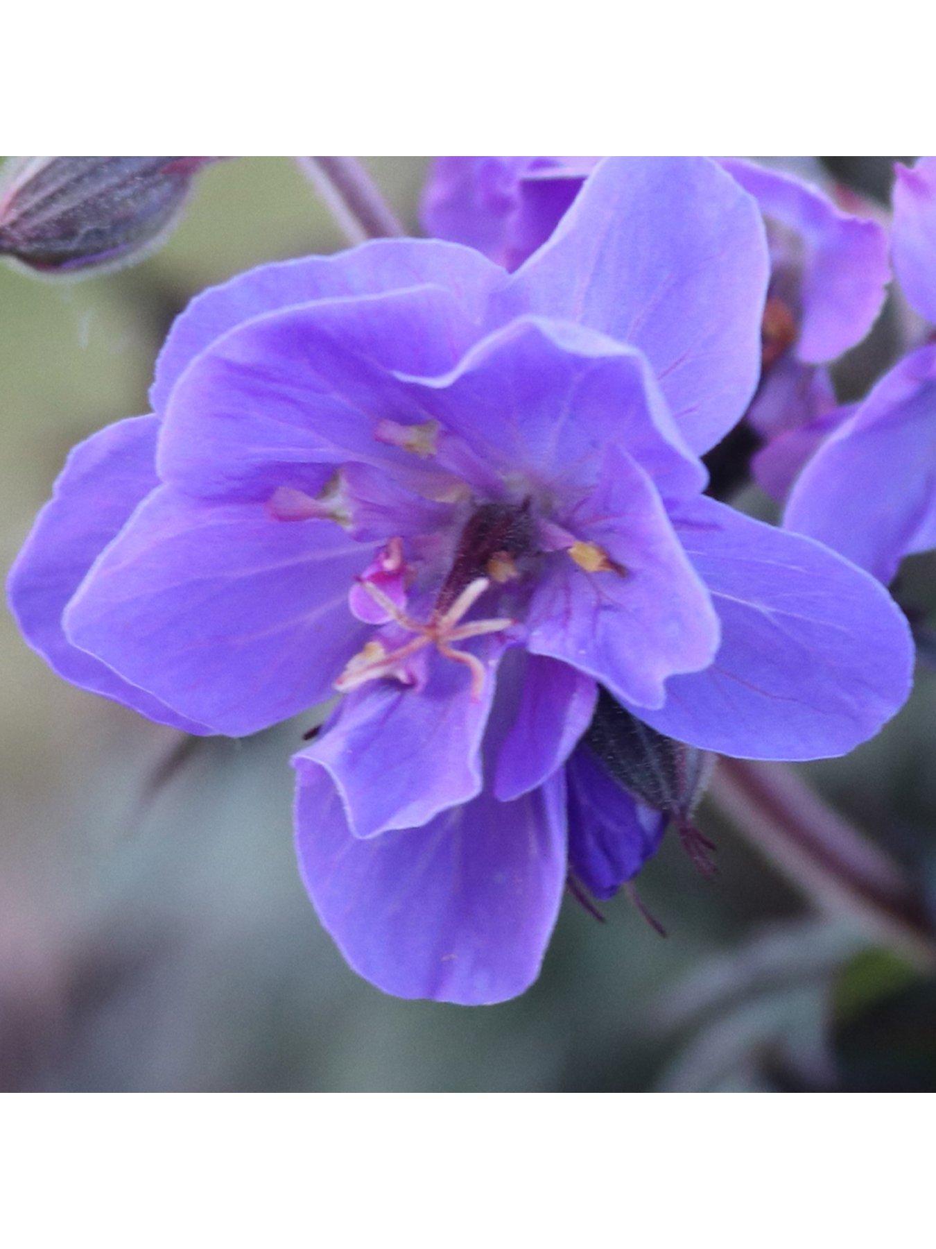 Image 3 of 6 of You Garden Hardy Geranium 'Storm Cloud' - 3 x 9cm Pots
