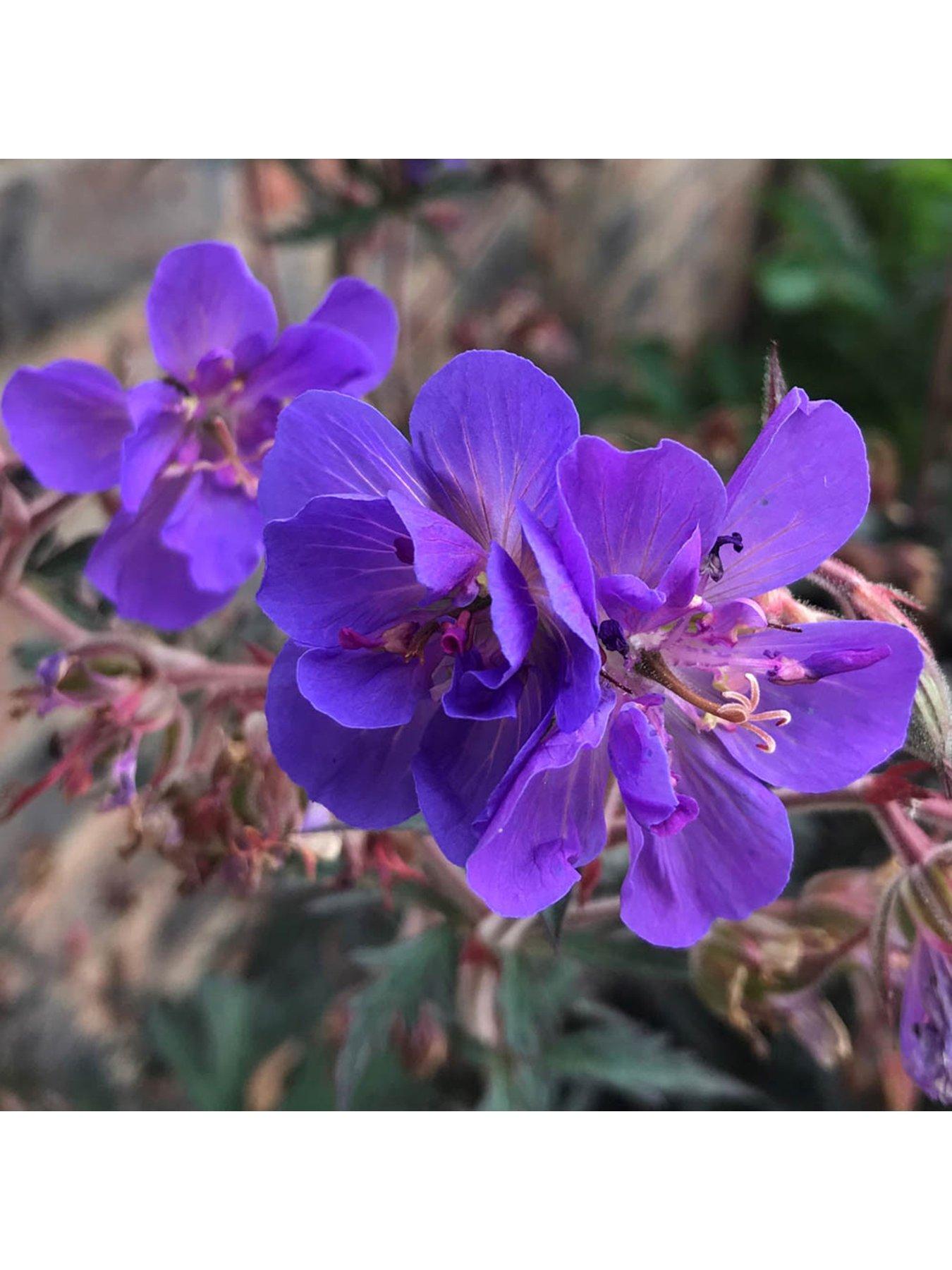 Image 4 of 6 of You Garden Hardy Geranium 'Storm Cloud' - 3 x 9cm Pots