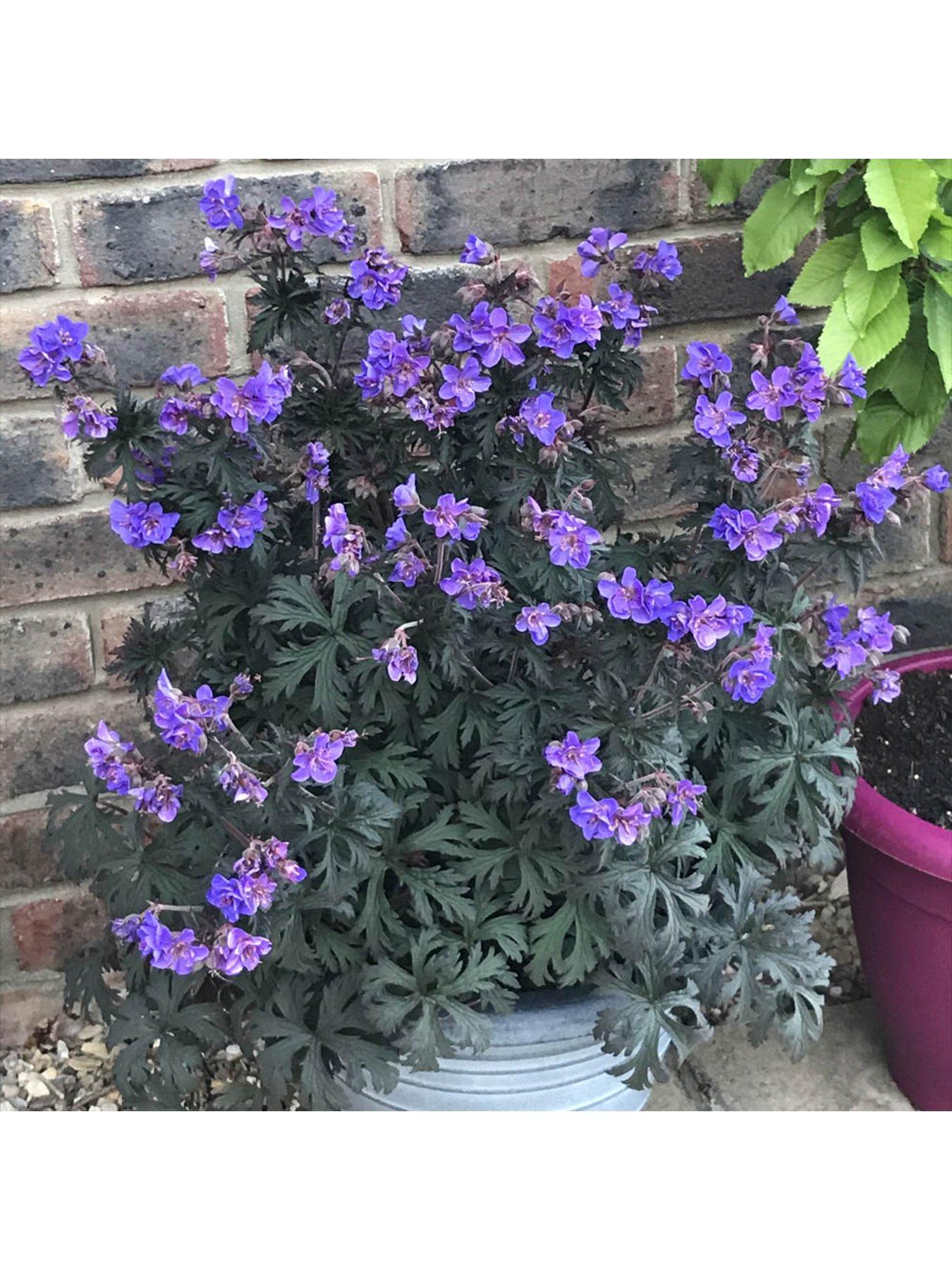 Image 5 of 6 of You Garden Hardy Geranium 'Storm Cloud' - 3 x 9cm Pots