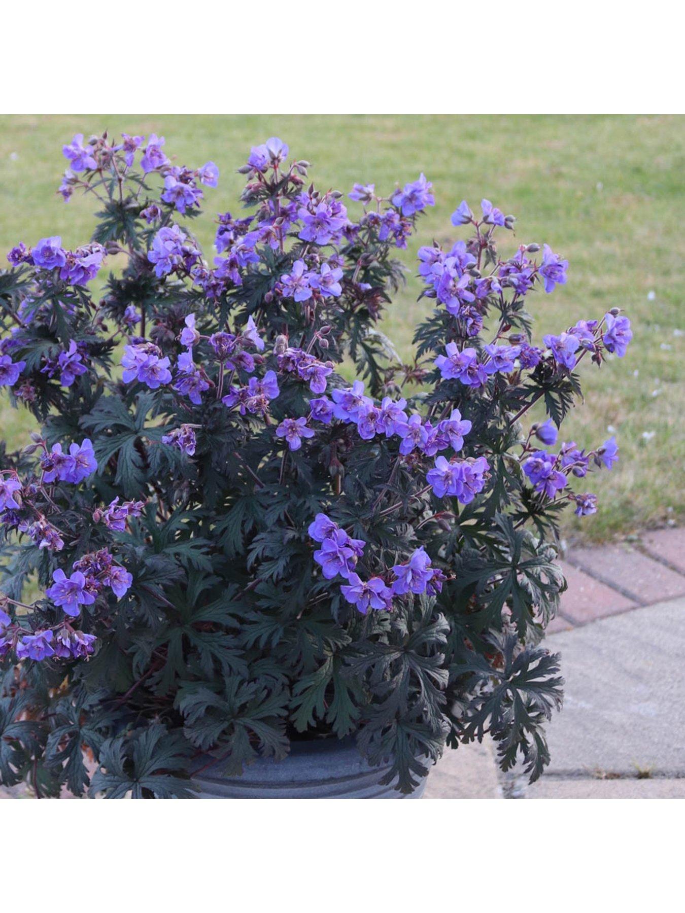 Image 6 of 6 of You Garden Hardy Geranium 'Storm Cloud' - 3 x 9cm Pots