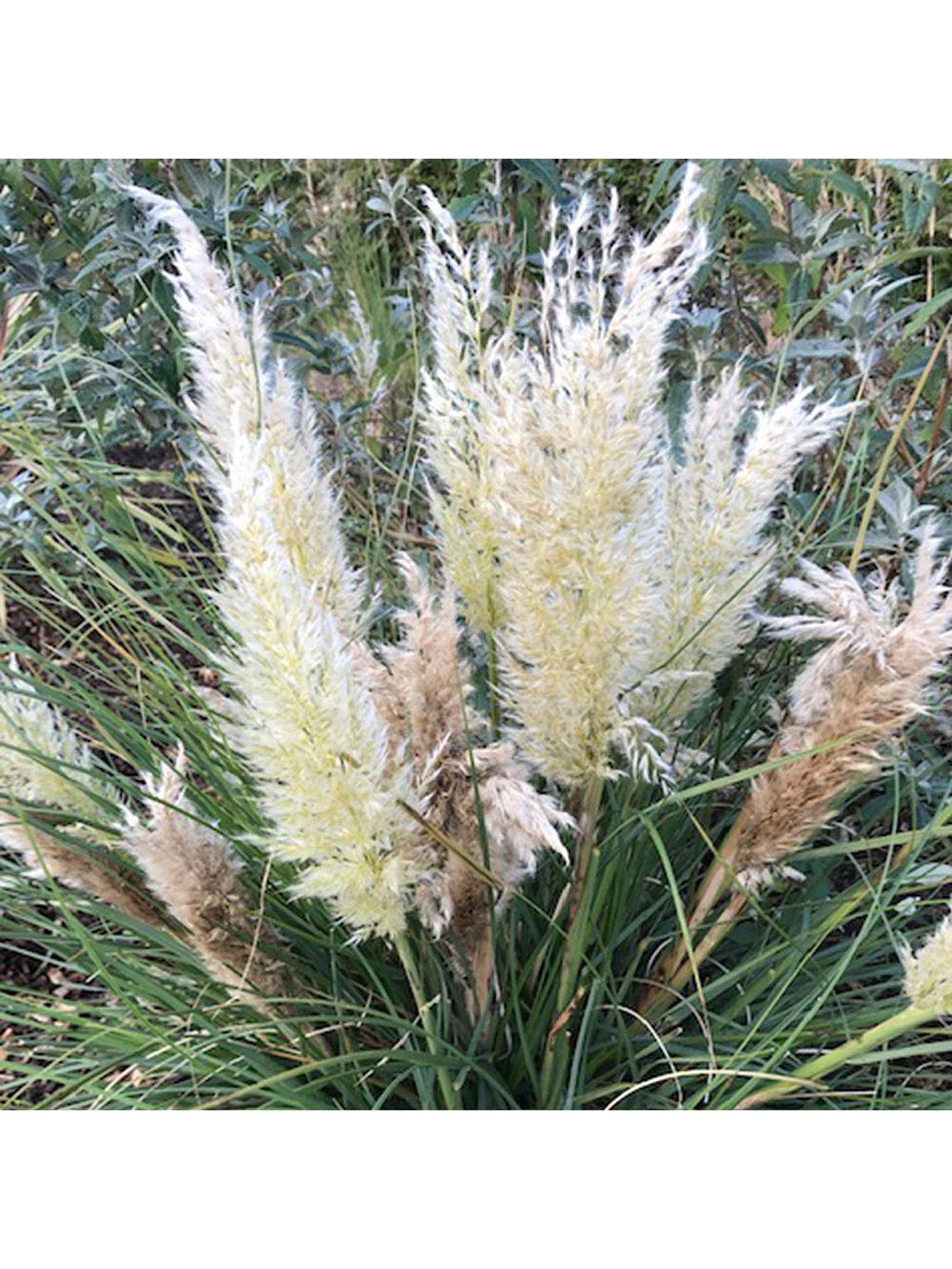 undefined Cortaderia 'Tiny Pampa' - 2 x 9cm Pots