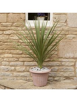 Product photograph of Cordyline Australis Green - 13cm Pot from very.co.uk