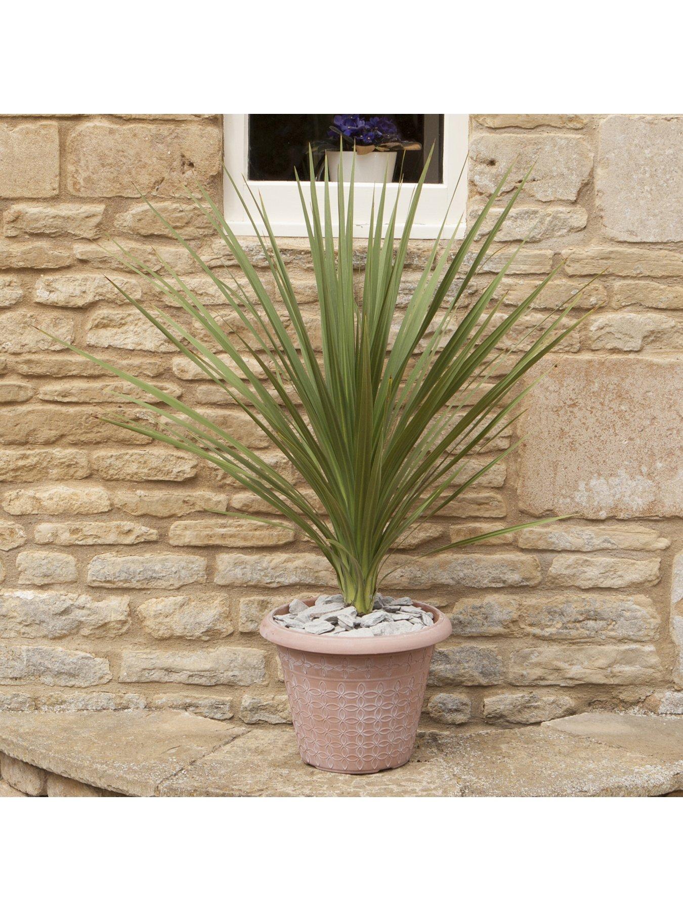 undefined Cordyline Australis Green - 13cm pot