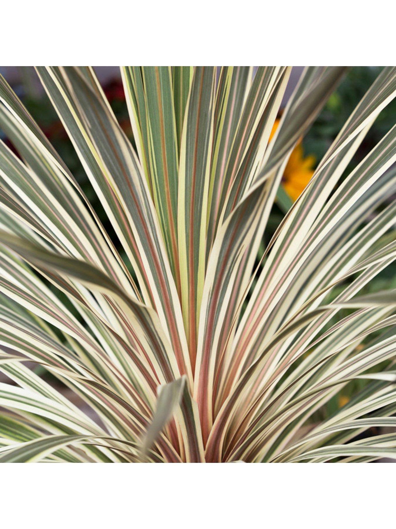 Product photograph of You Garden Cordyline Torbay Dazzler - 2l Pot from very.co.uk