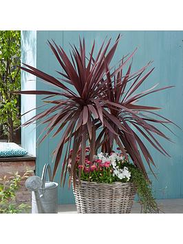 Product photograph of Cordyline Australis Red Star - 2l Pot from very.co.uk