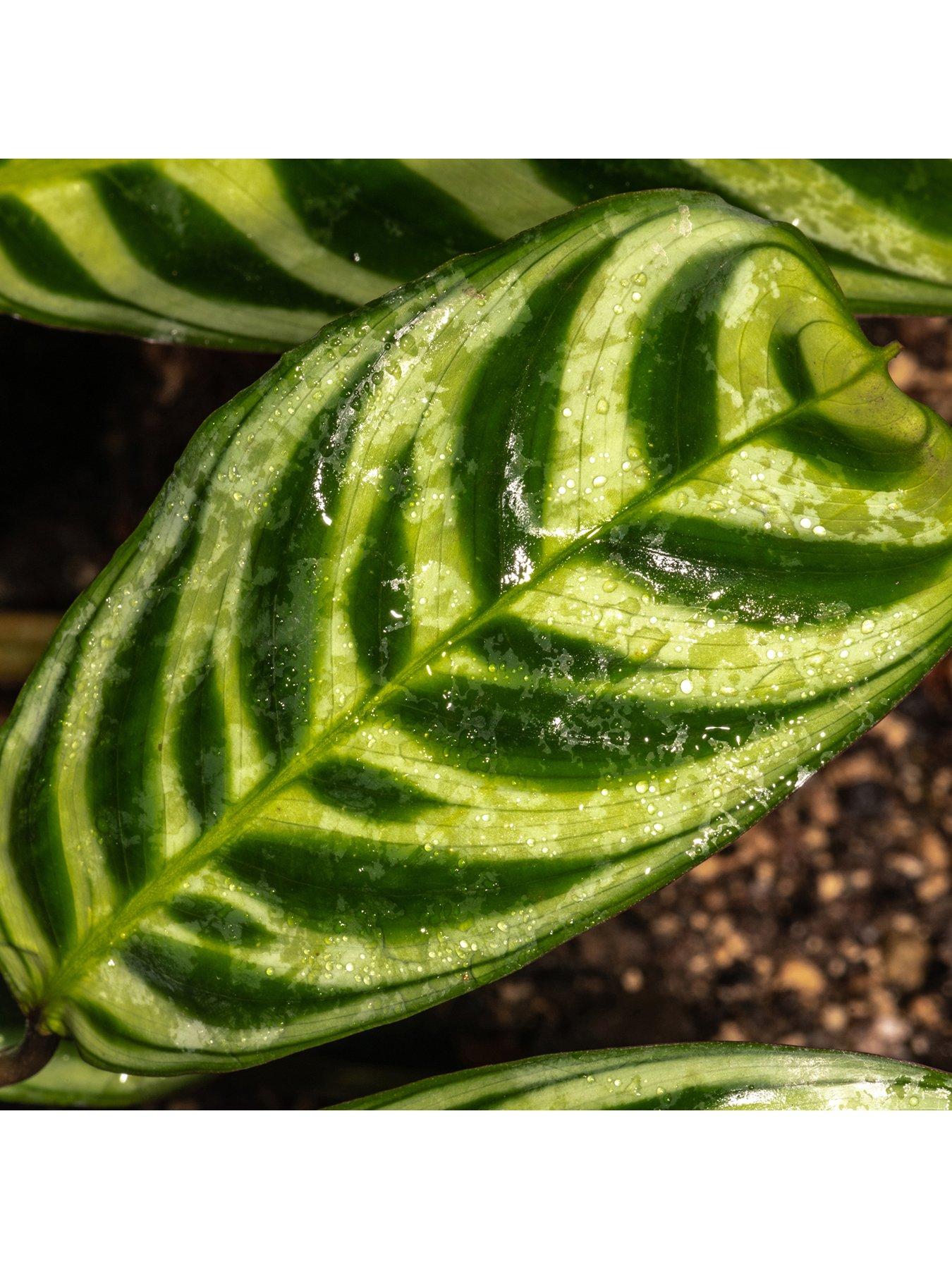 Product photograph of Ctenanthe Burle-marxii - 12cm Pot from very.co.uk