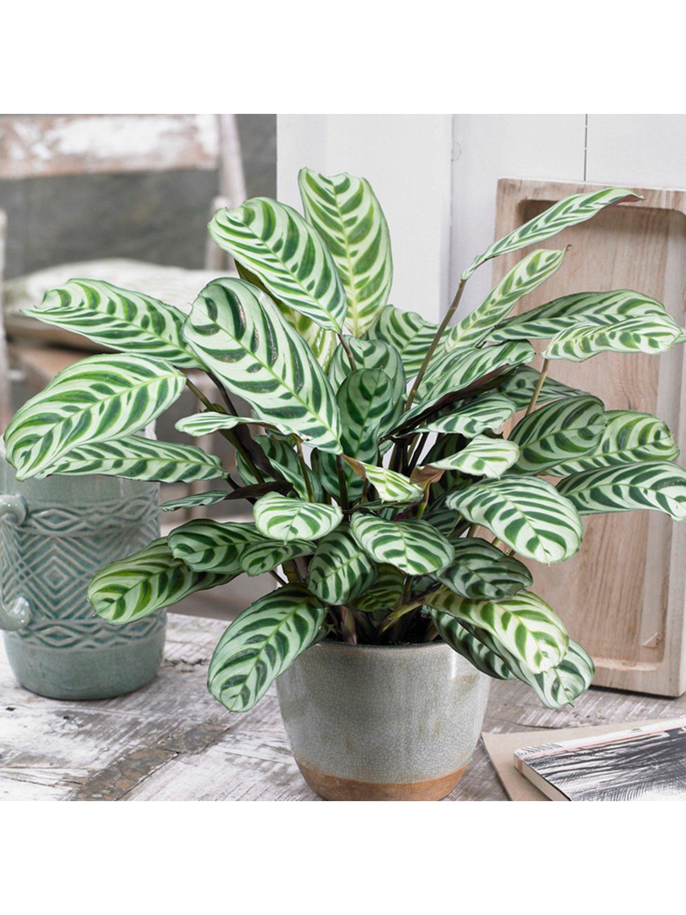 Image 2 of 4 of You Garden Ctenanthe burle-marxii - 12cm Pot