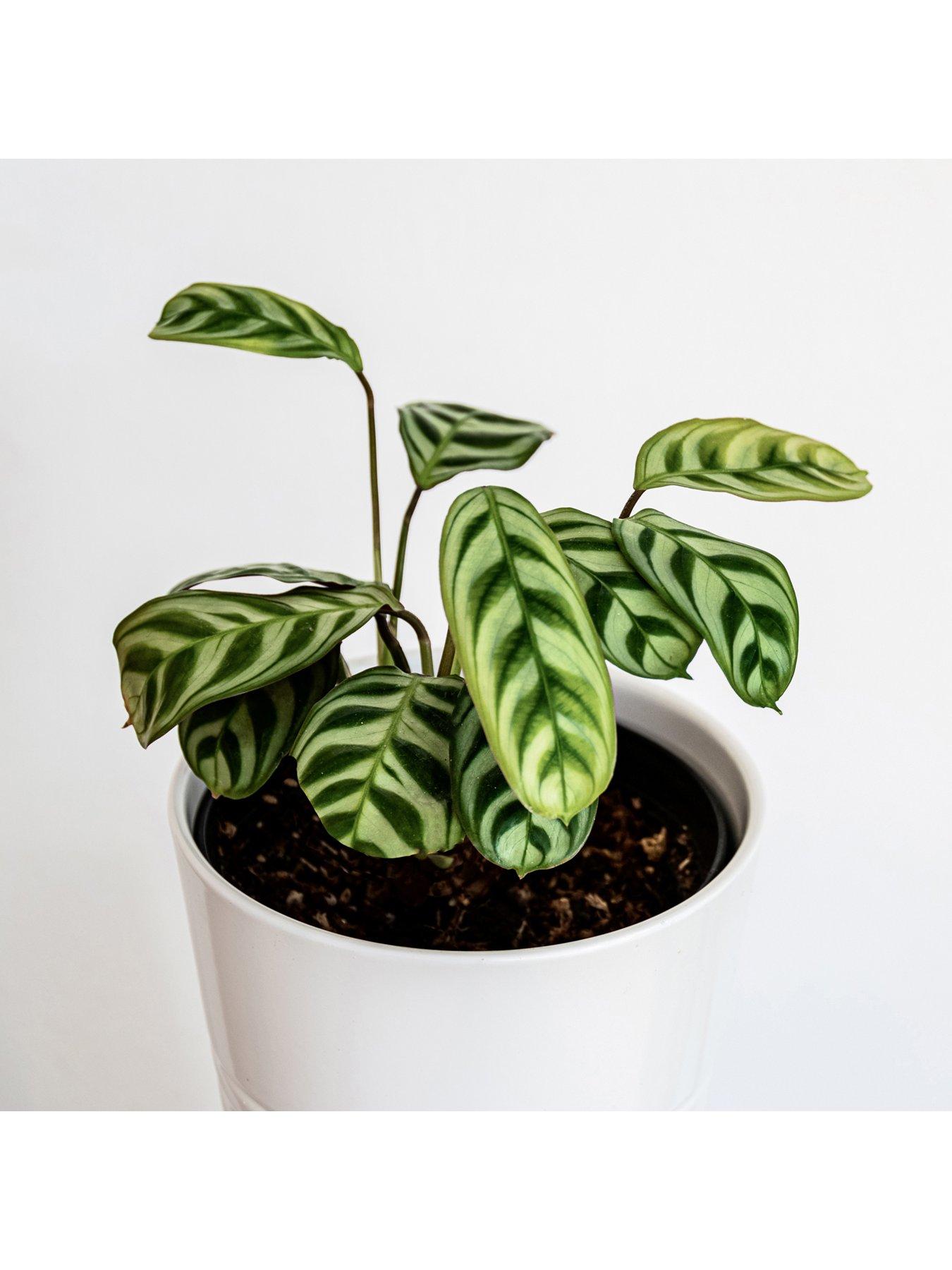 Image 3 of 4 of You Garden Ctenanthe burle-marxii - 12cm Pot