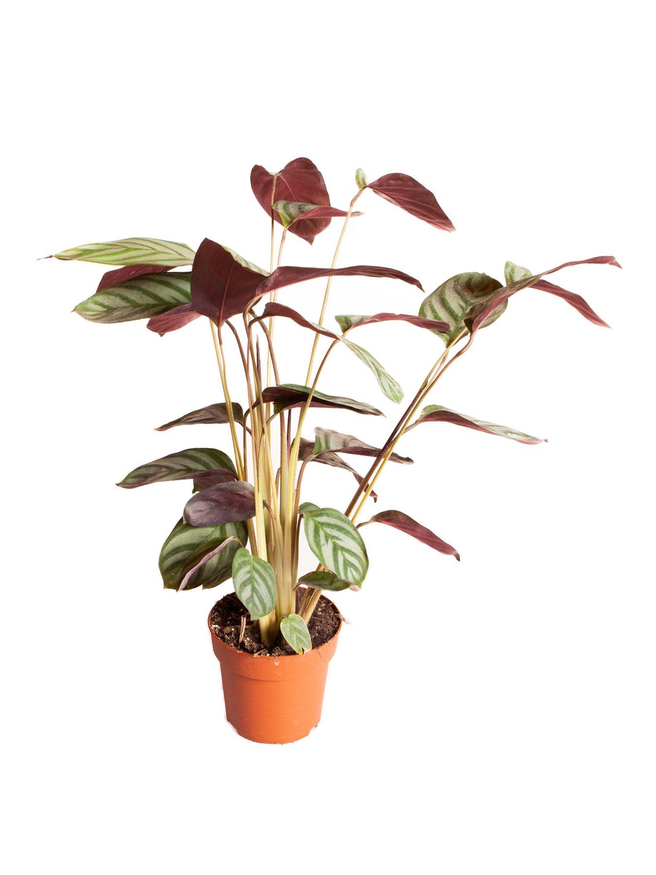 Image 4 of 4 of You Garden Ctenanthe burle-marxii - 12cm Pot