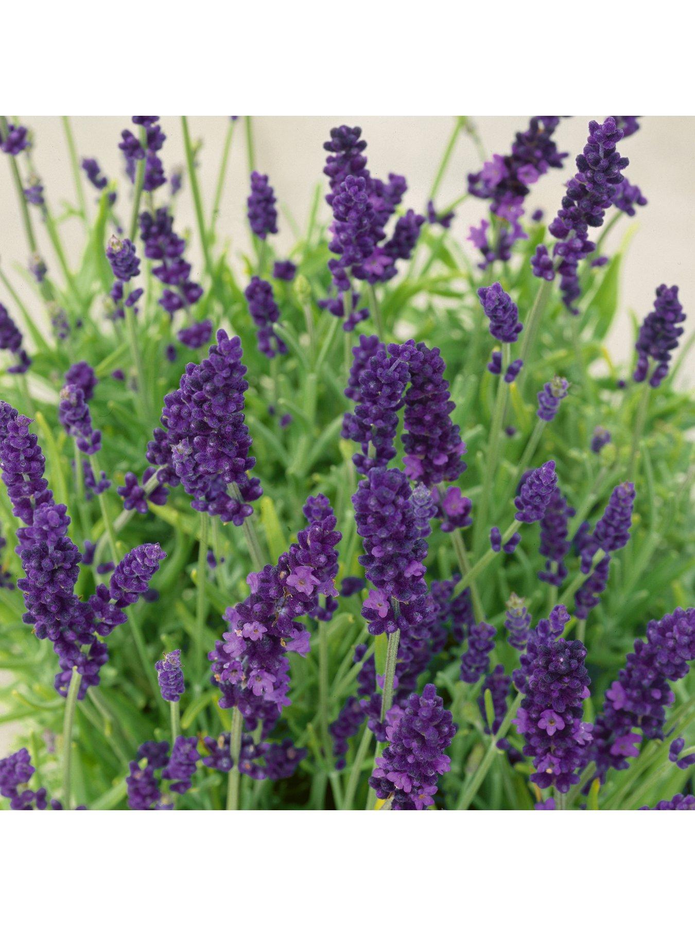 Product photograph of You Garden Lavender Hidcote - 12 Plug Plants from very.co.uk