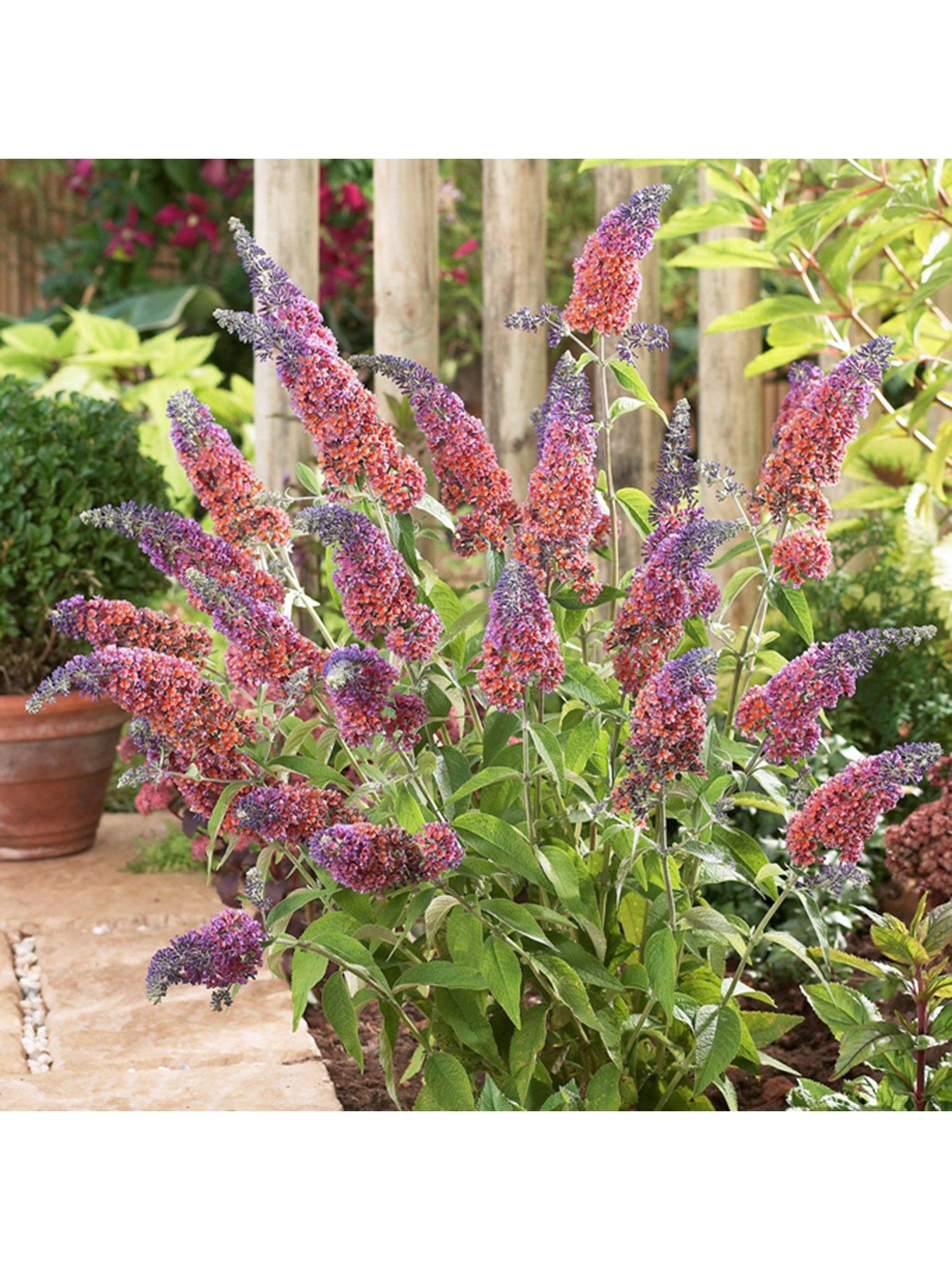 You Garden Buddleia 'Flower Power' - 2L Pot