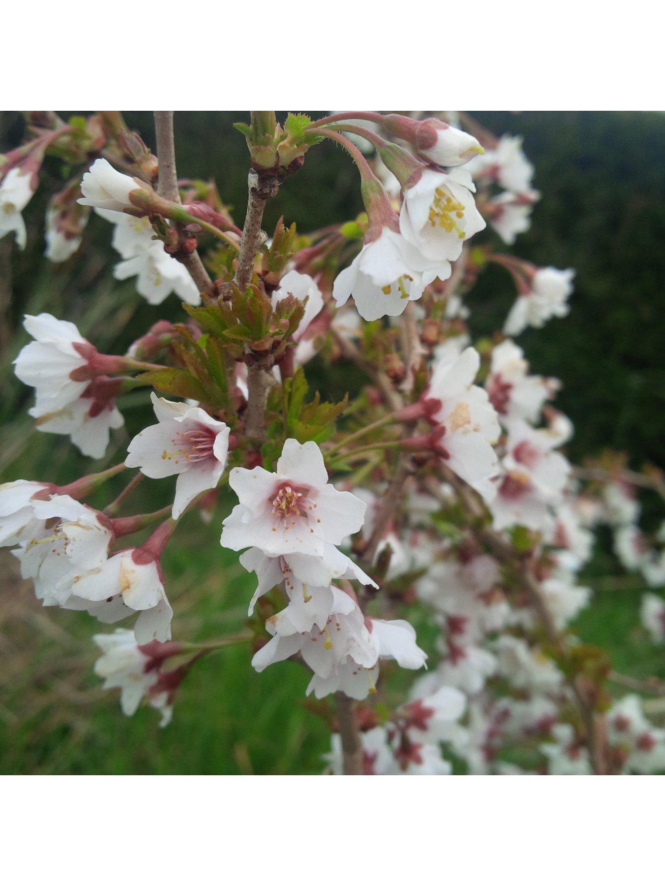 Product photograph of You Garden Japanese Cherry Blossom Kojo-no-mai Prunus Incisa - 19cm Pot from very.co.uk