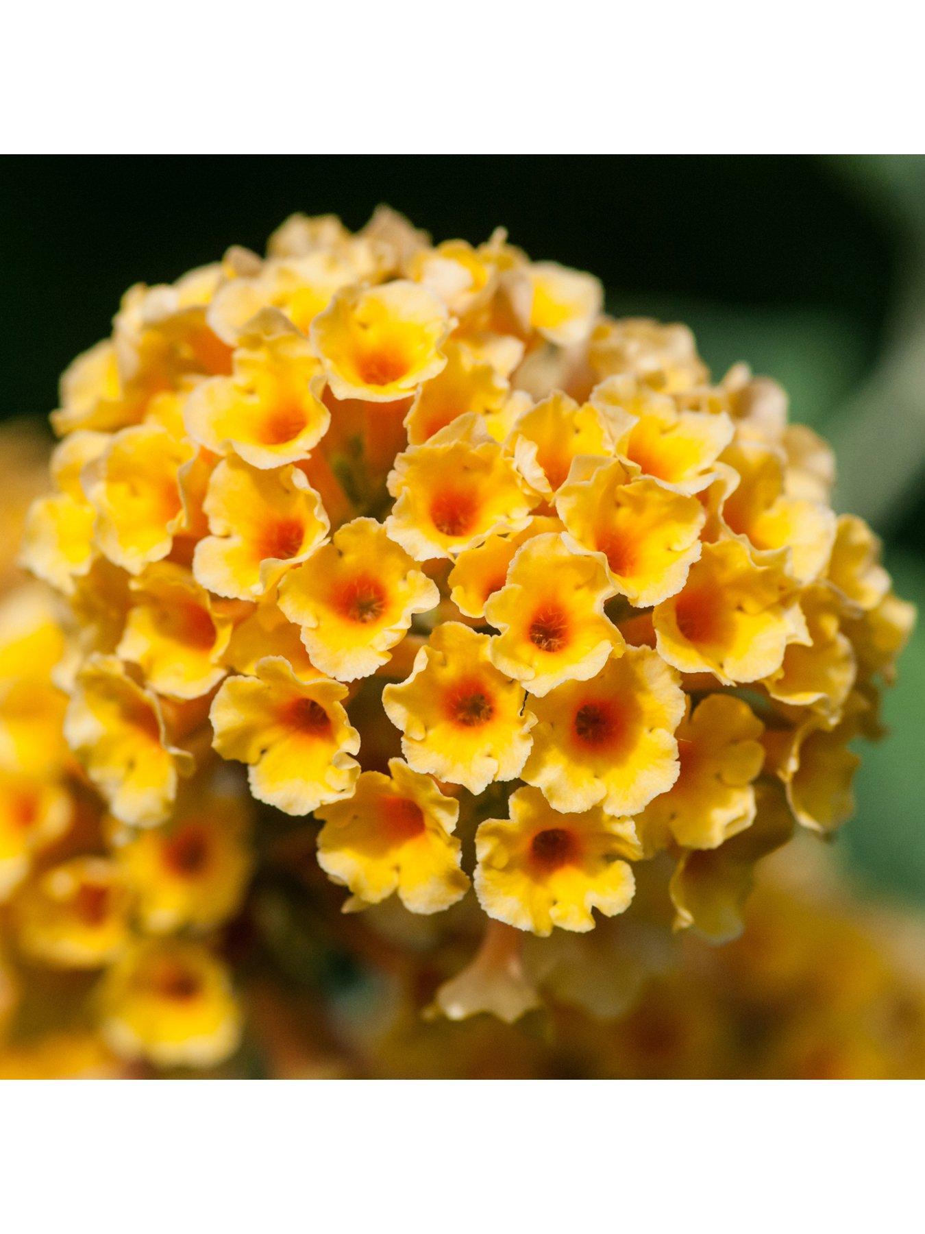 Image 1 of 5 of You Garden Buddleia 'Sungold' - 9cm Pot