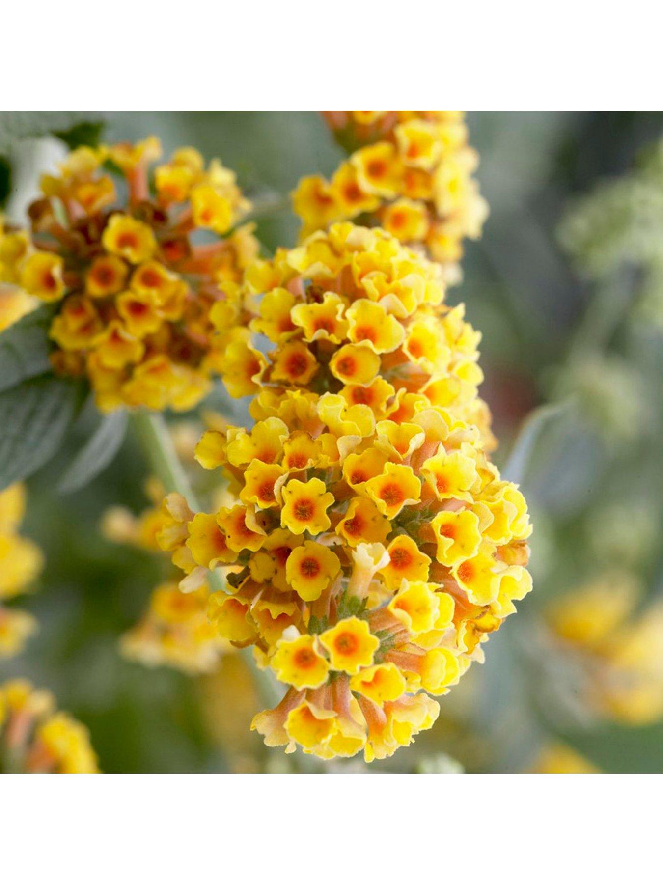 Image 2 of 5 of You Garden Buddleia 'Sungold' - 9cm Pot