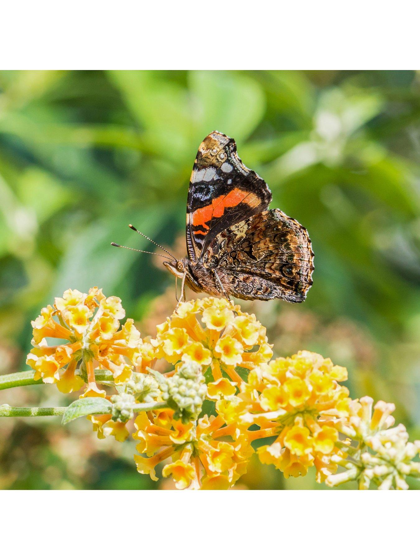 Image 3 of 5 of You Garden Buddleia 'Sungold' - 9cm Pot