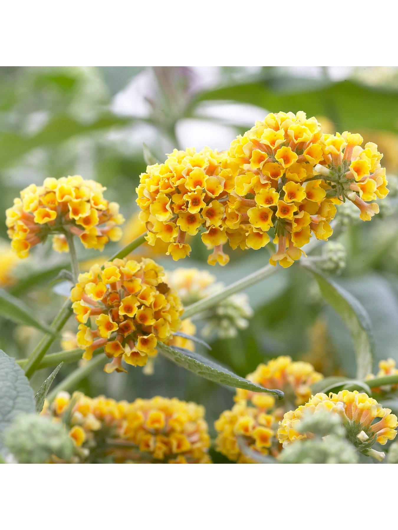 Image 4 of 5 of You Garden Buddleia 'Sungold' - 9cm Pot