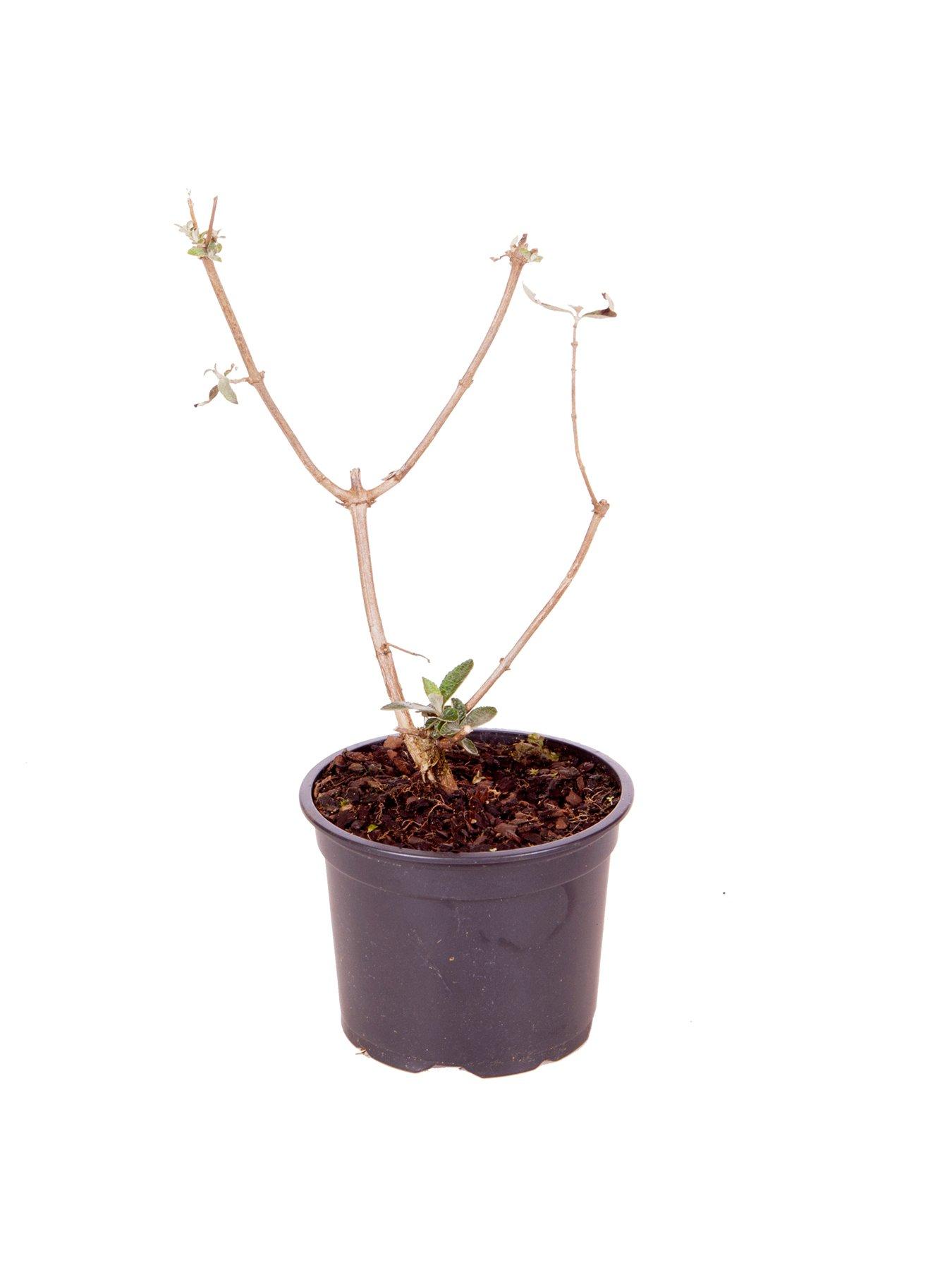 Image 5 of 5 of You Garden Buddleia 'Sungold' - 9cm Pot