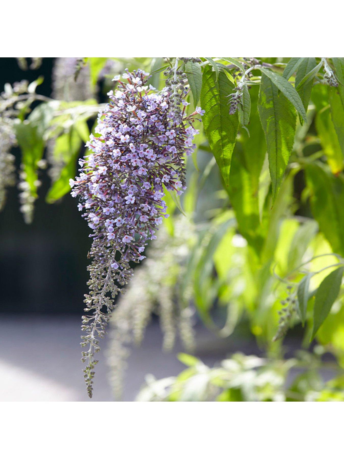 You Garden Buddleia dav. 'Wisteria Lane' - 12cm Pot | Very
