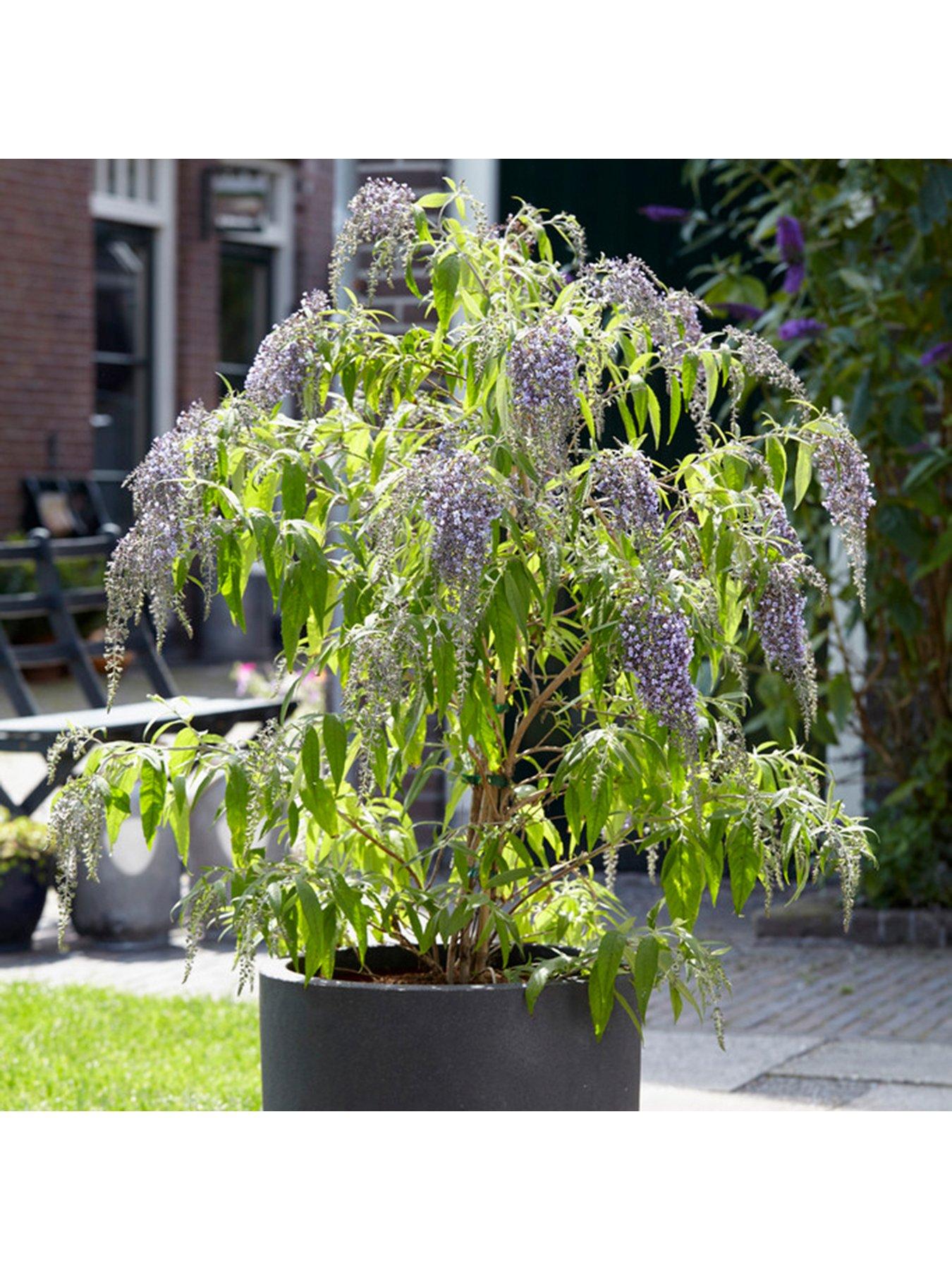 You Garden Buddleia dav. 'Wisteria Lane' - 12cm Pot | Very