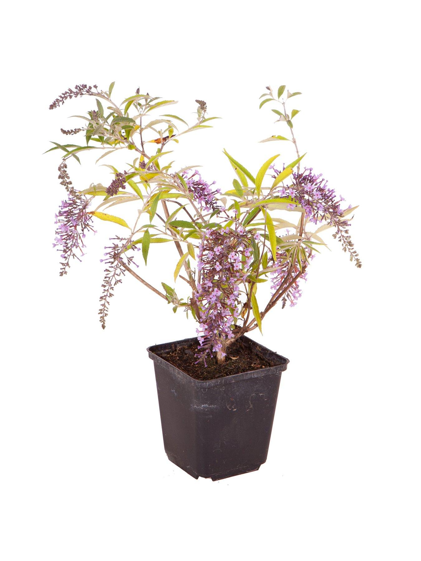 You Garden Buddleia dav. 'Wisteria Lane' - 12cm Pot | Very