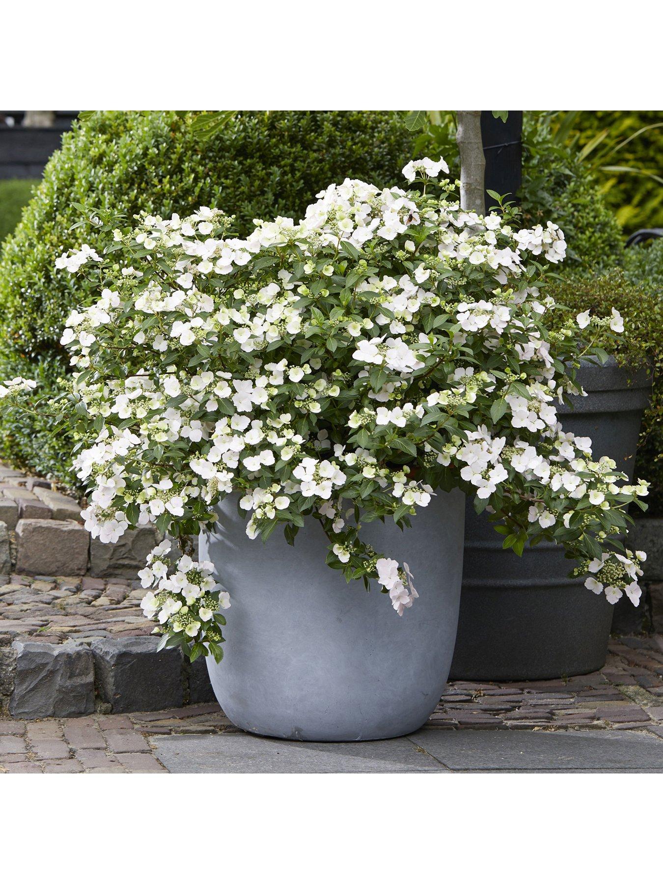 Product photograph of Hydrangea Runaway Bride - 14cm Pot from very.co.uk