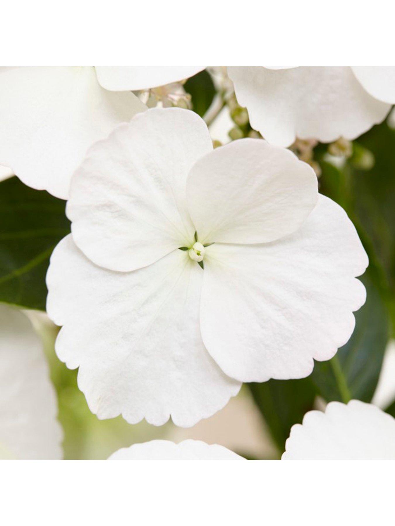 Image 2 of 7 of You Garden Hydrangea 'Runaway Bride' - 14cm Pot