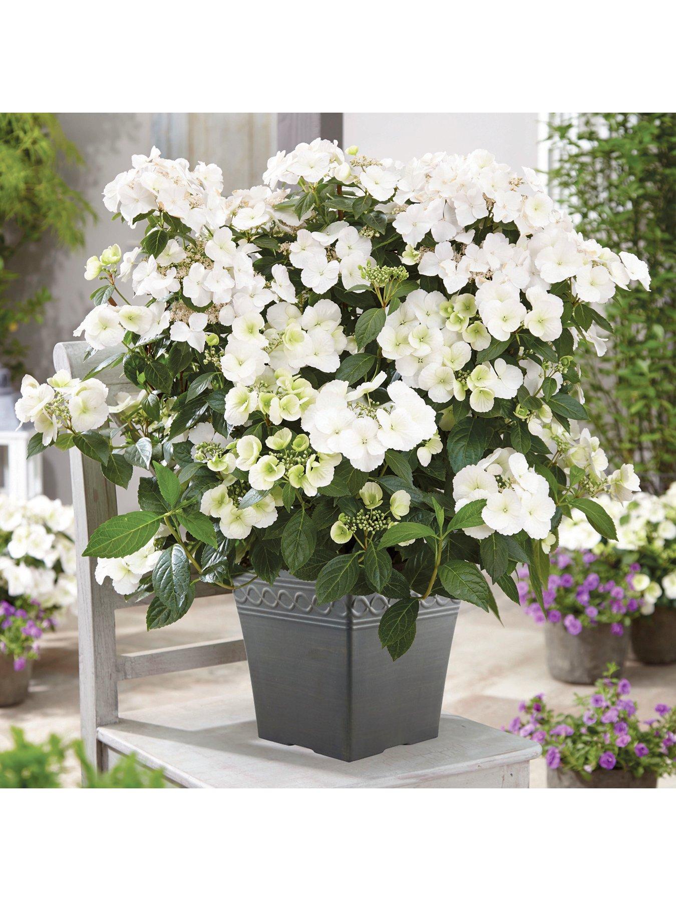 Image 3 of 7 of You Garden Hydrangea 'Runaway Bride' - 14cm Pot