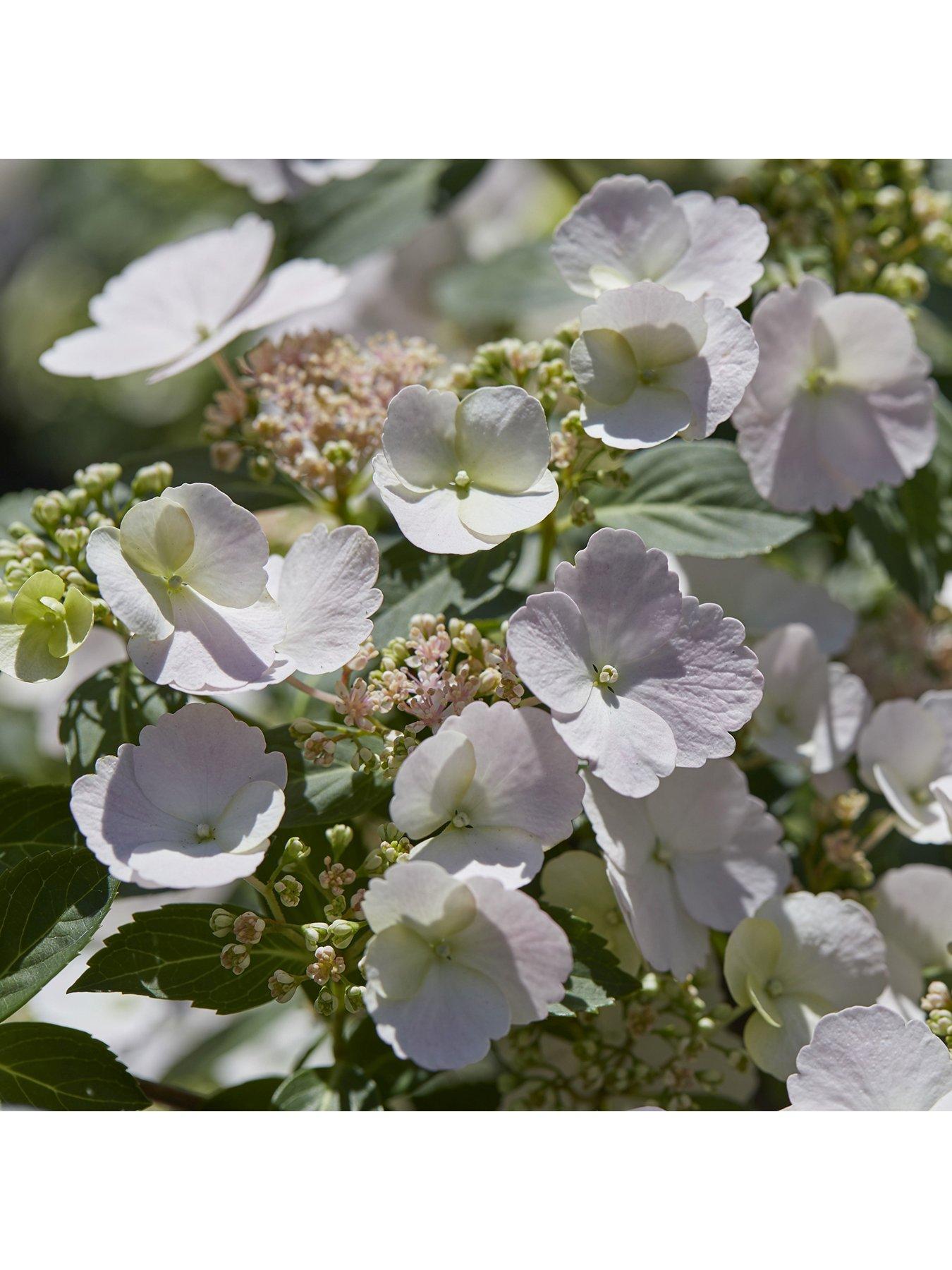 Image 4 of 7 of You Garden Hydrangea 'Runaway Bride' - 14cm Pot