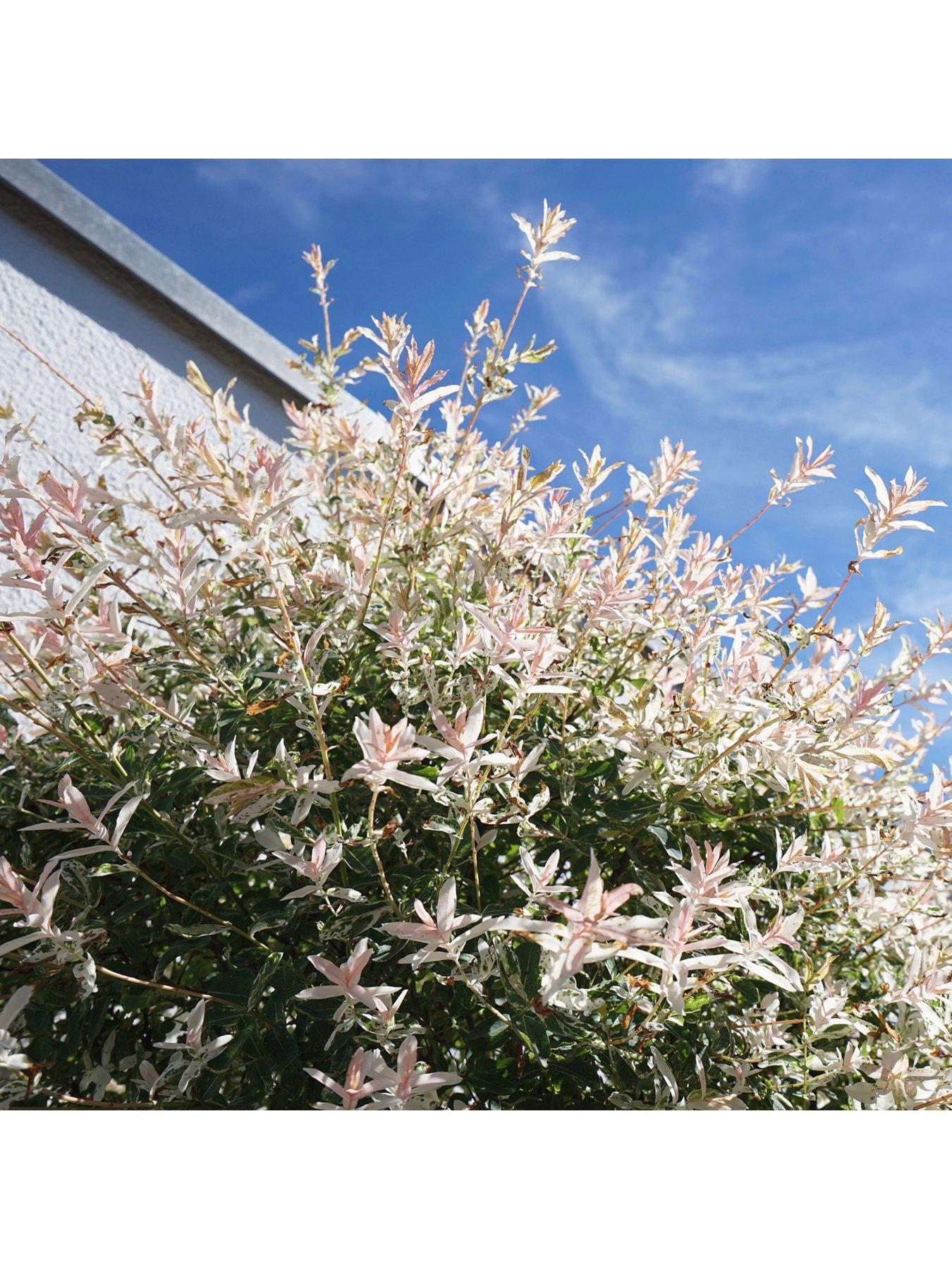 Product photograph of You Garden Salix Flamingo Bush - 3l Pot from very.co.uk