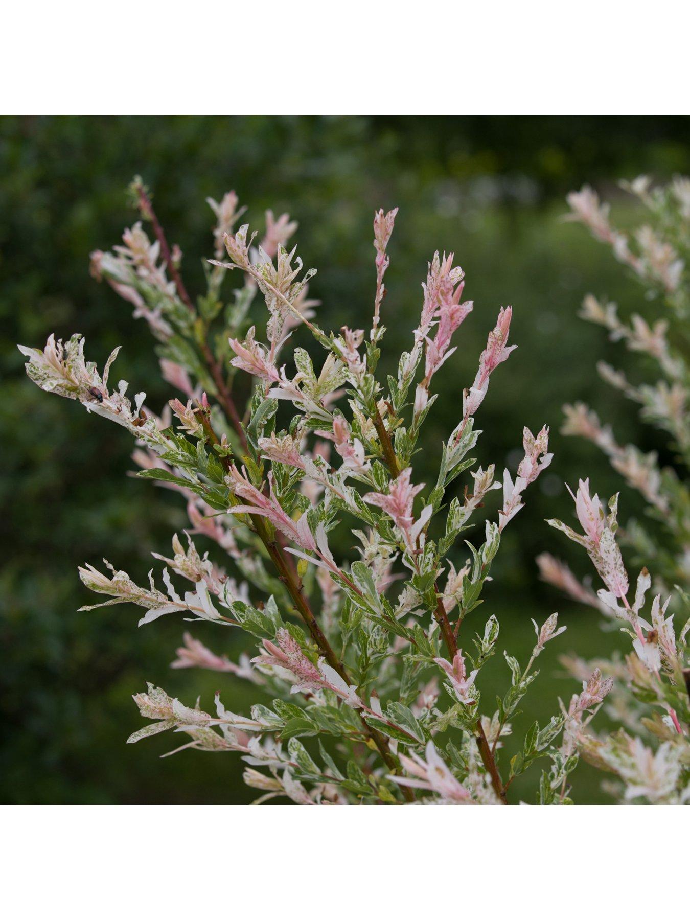 Image 2 of 7 of You Garden Salix Flamingo Bush - 3L Pot