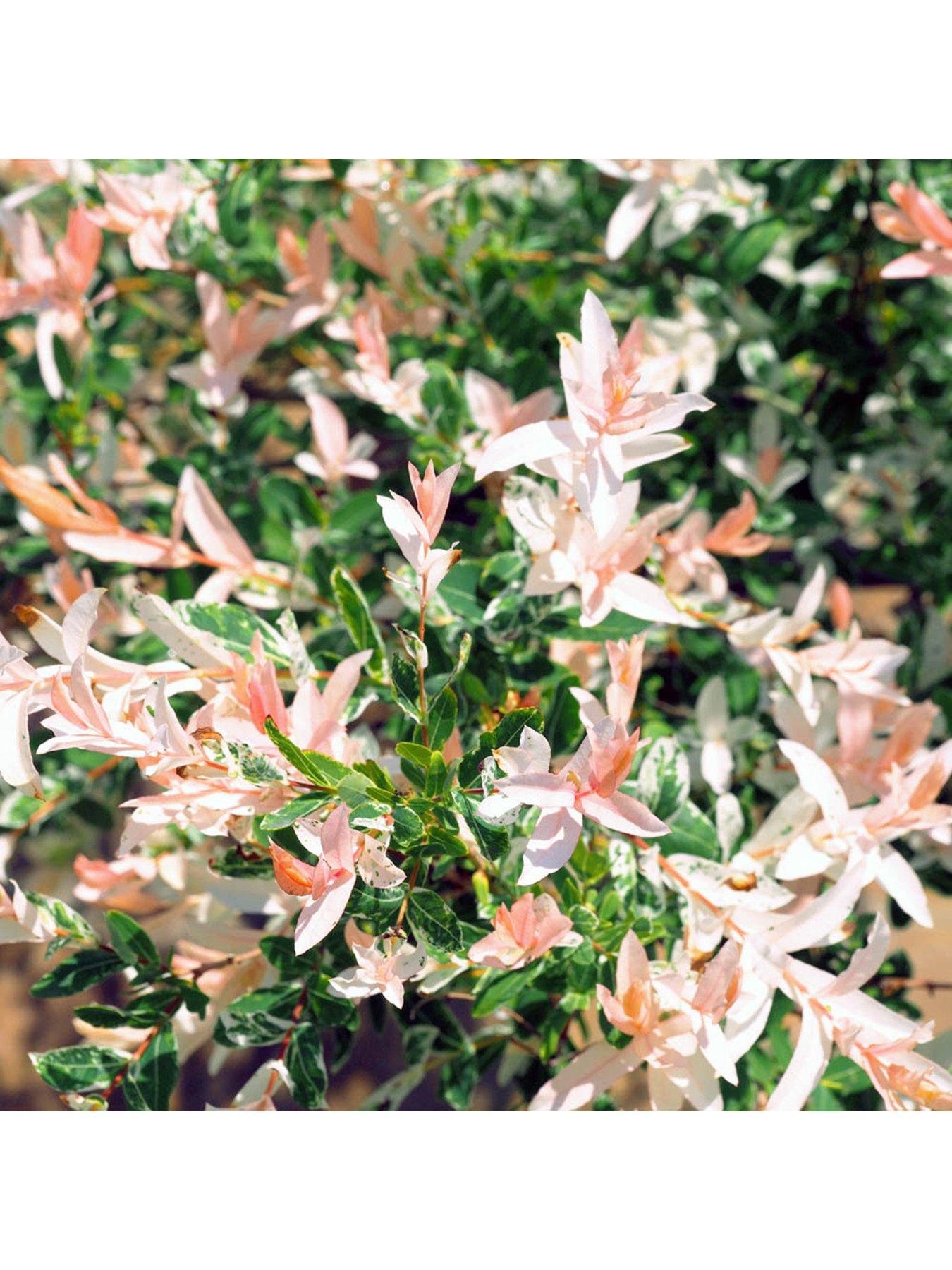 Image 4 of 7 of You Garden Salix Flamingo Bush - 3L Pot