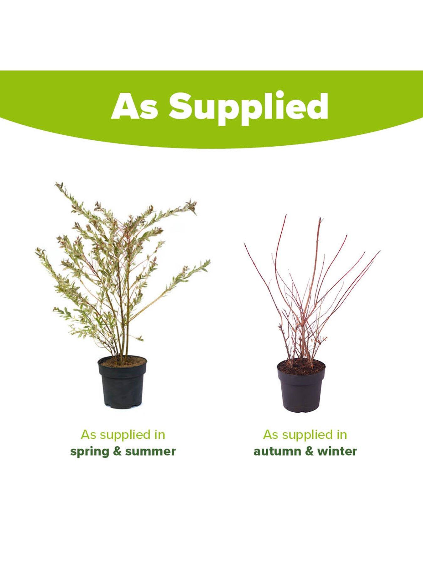 Image 6 of 7 of You Garden Salix Flamingo Bush - 3L Pot