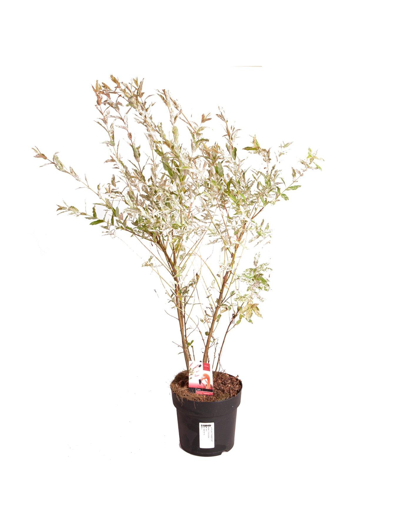 Image 7 of 7 of You Garden Salix Flamingo Bush - 3L Pot